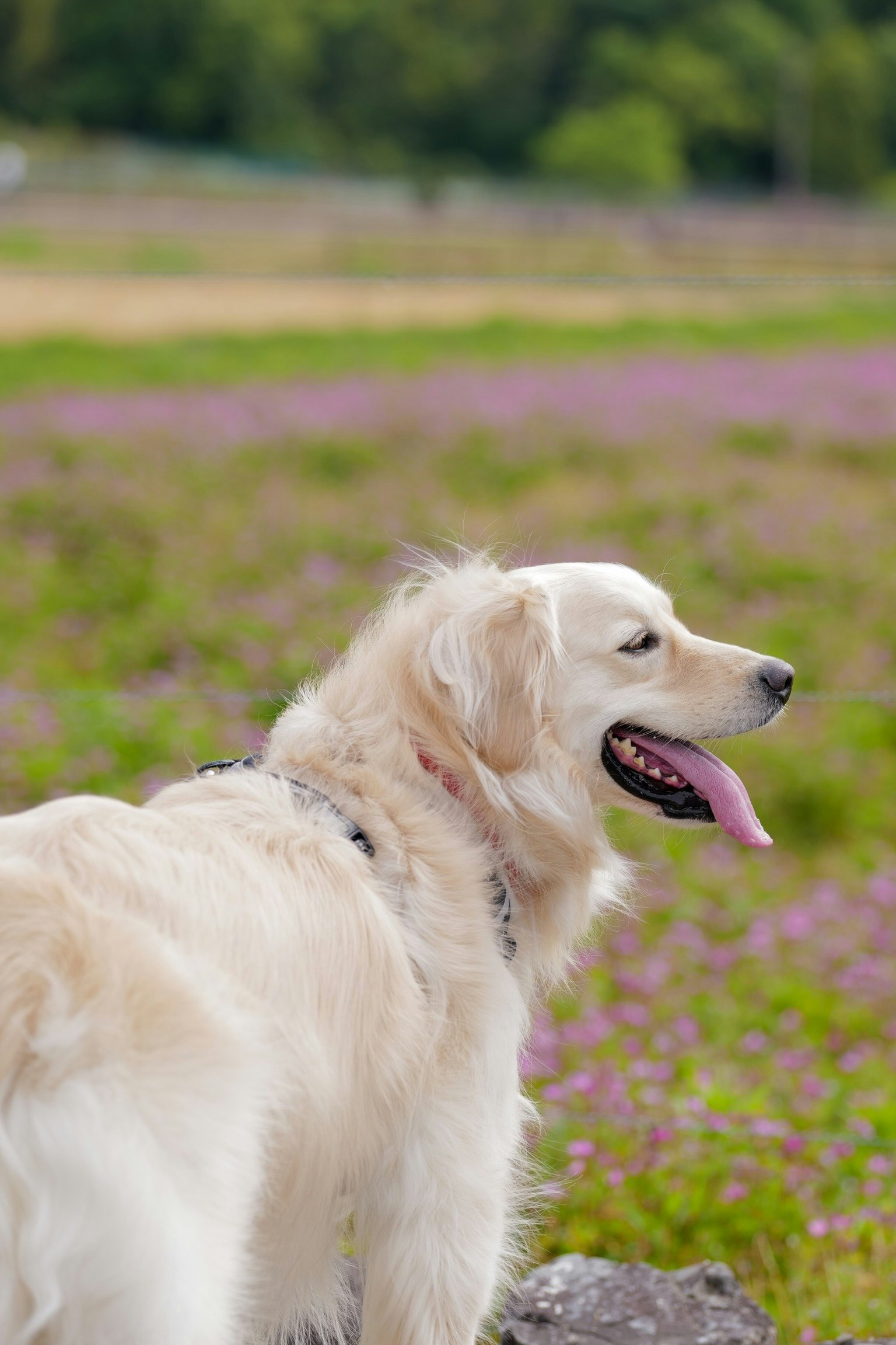 2023-10-world-animal-day-image-9