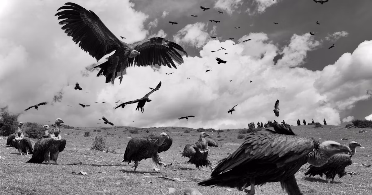 Threads Entdeckungsprojekt | find new pieces『wild birds』| Begegnung mit unentdeckten Talenten | Focus #705