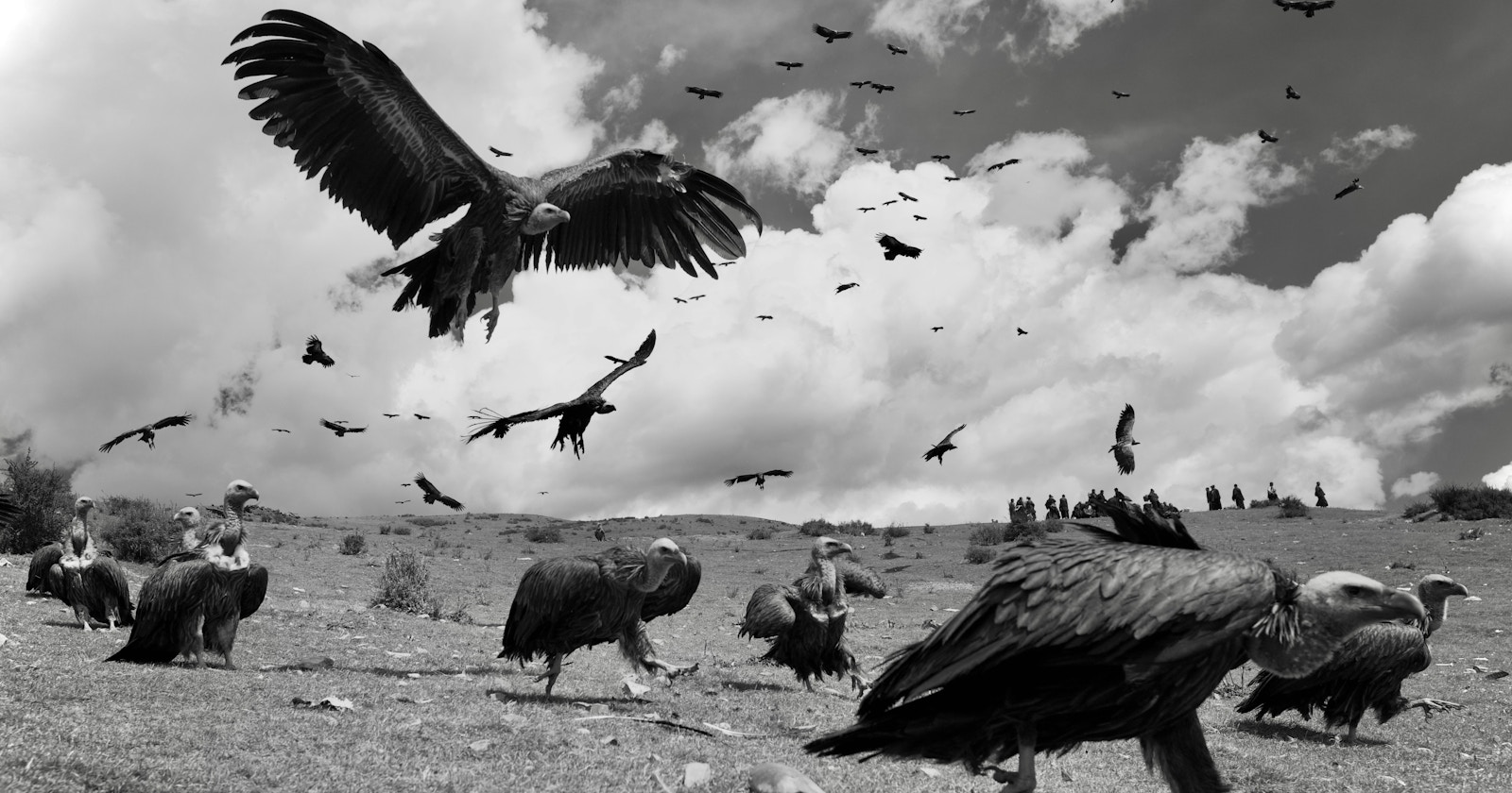 Threads Entdeckungsprojekt | find new pieces『wild birds』| Begegnung mit unentdeckten Talenten | Focus #705