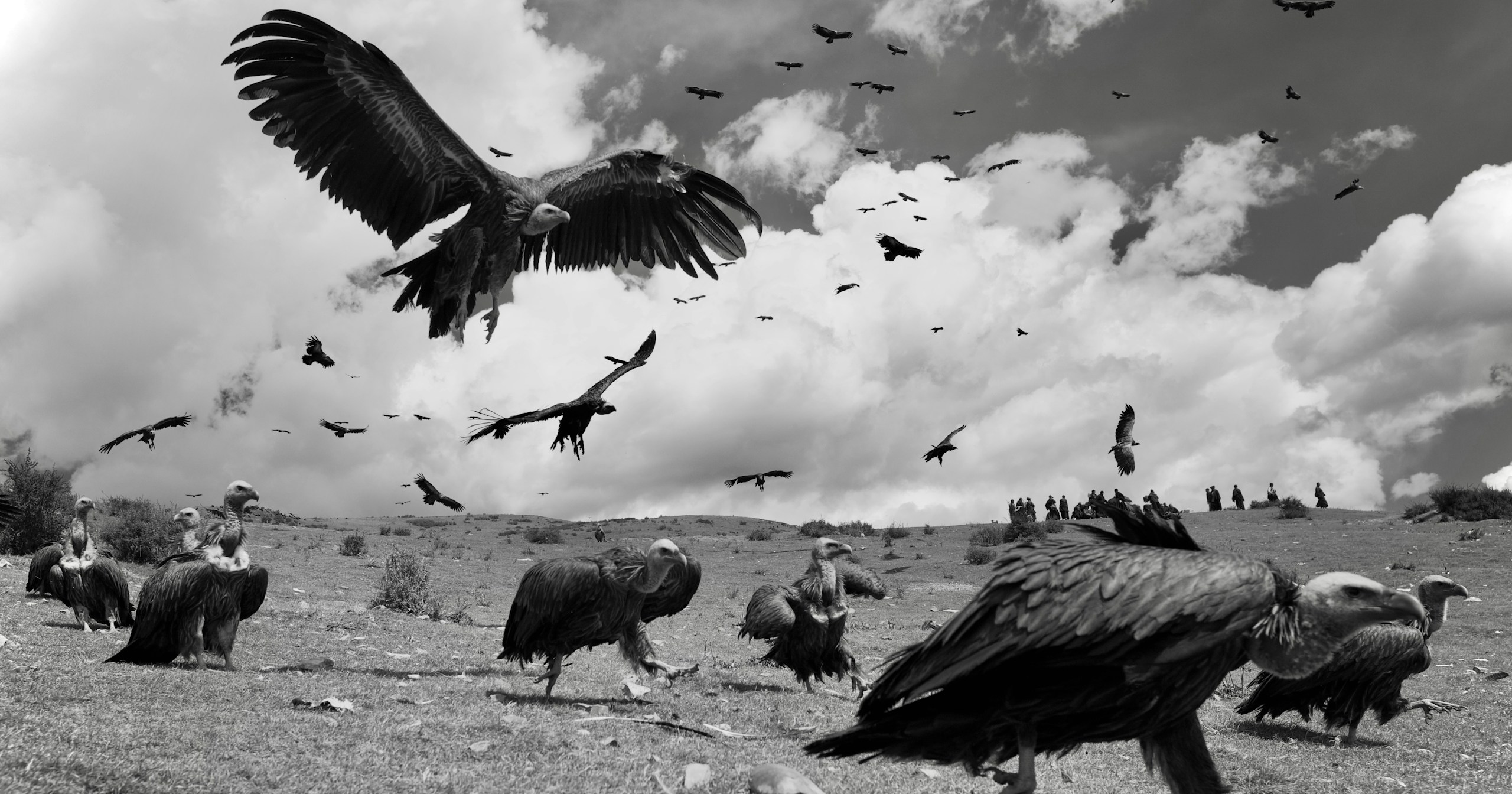 Threads Entdeckungsprojekt | find new pieces『wild birds』| Begegnung mit unentdeckten Talenten | Focus #705