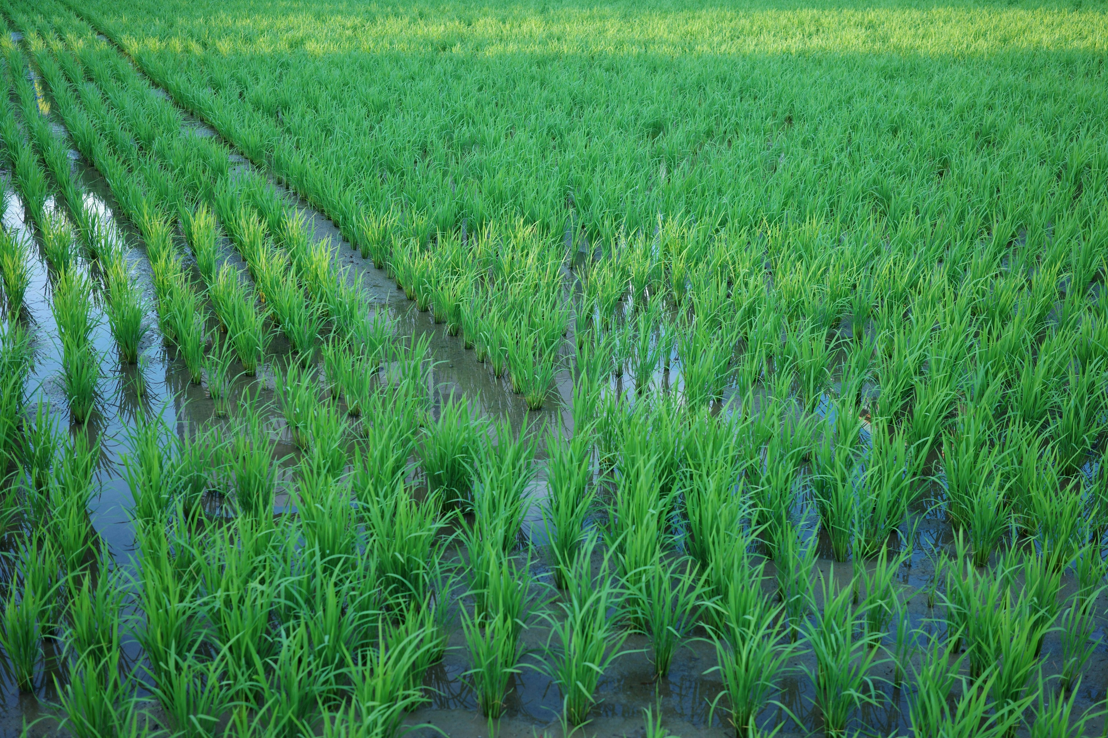 2025-06-masa-aesthetics-of-raw-image-13