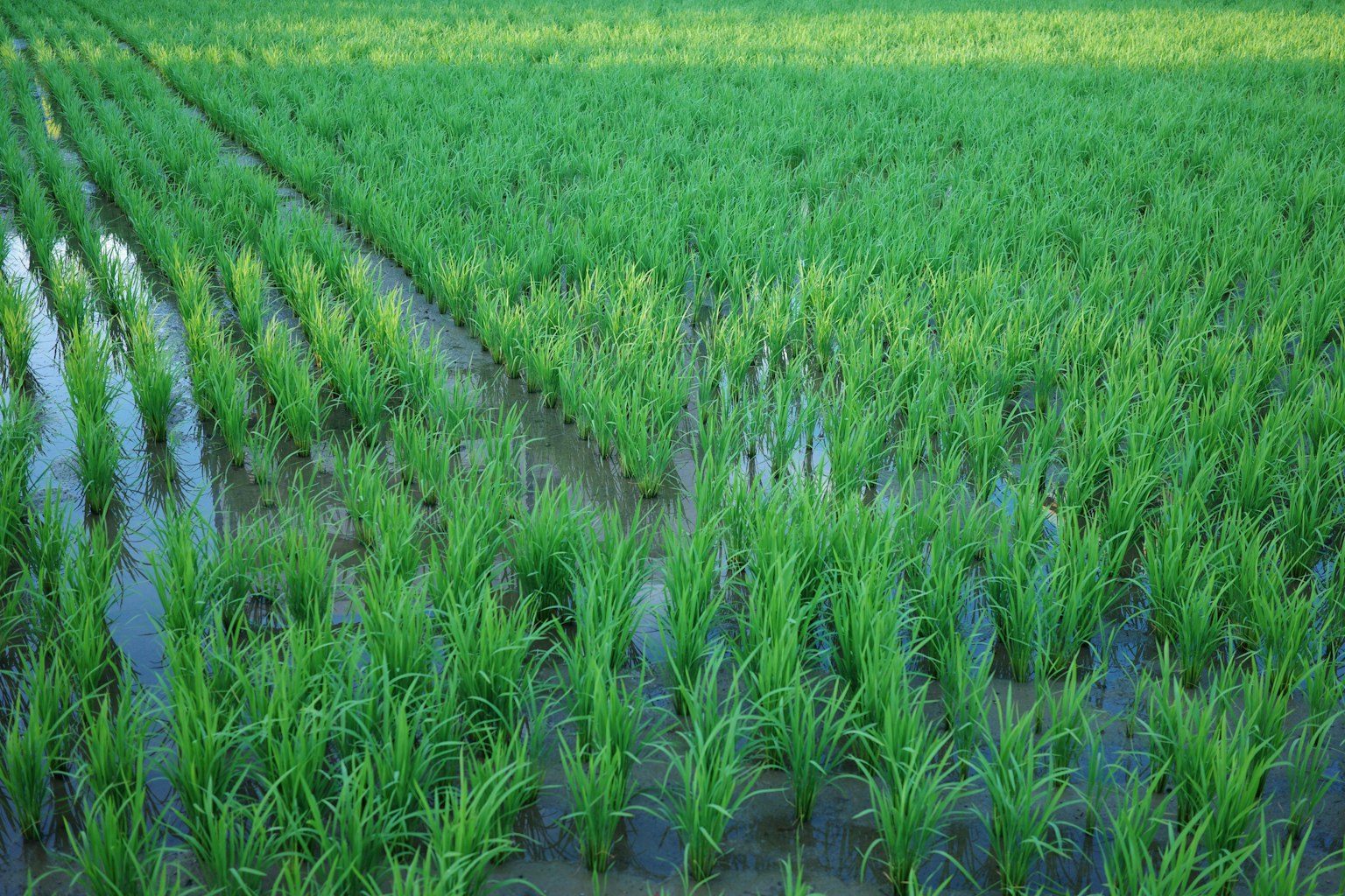 2025-06-masa-aesthetics-of-raw-image-13