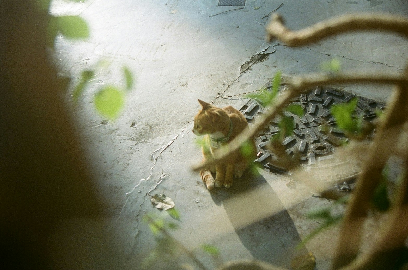2026-04-find-new-pieces-cat-image-102