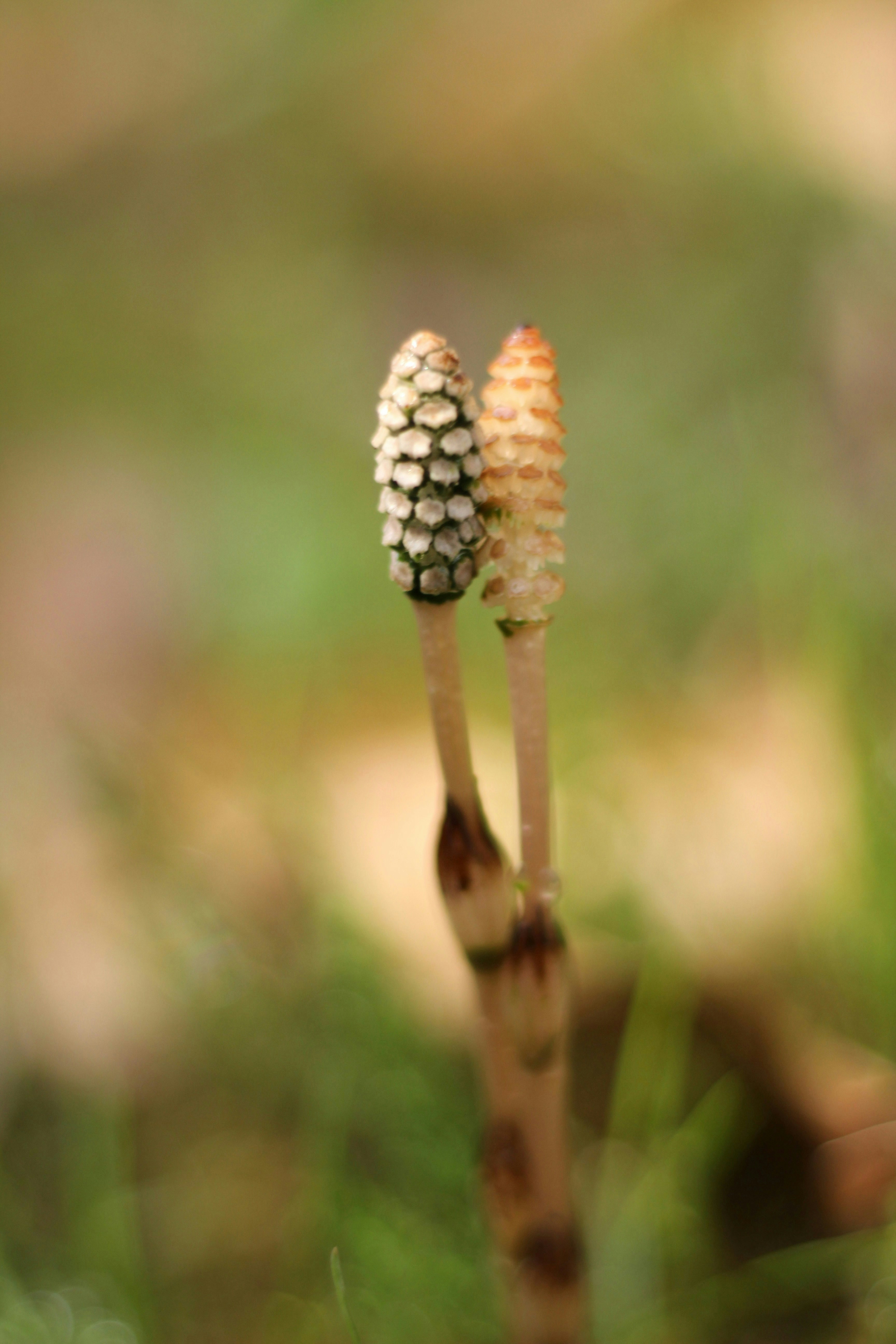 2025-04-spring-image-4
