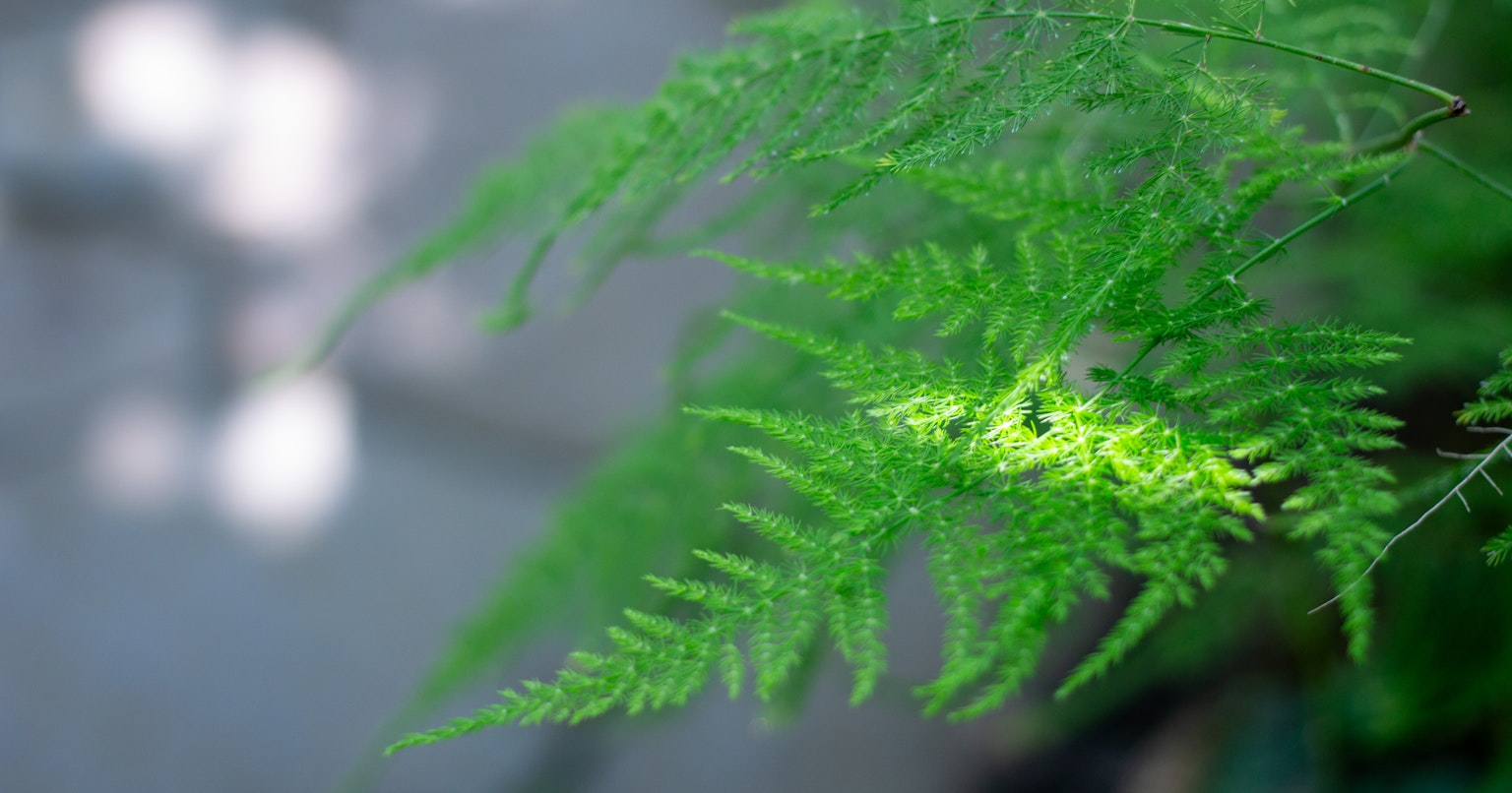 2024-04-leica-m6-lime-color-cover-image