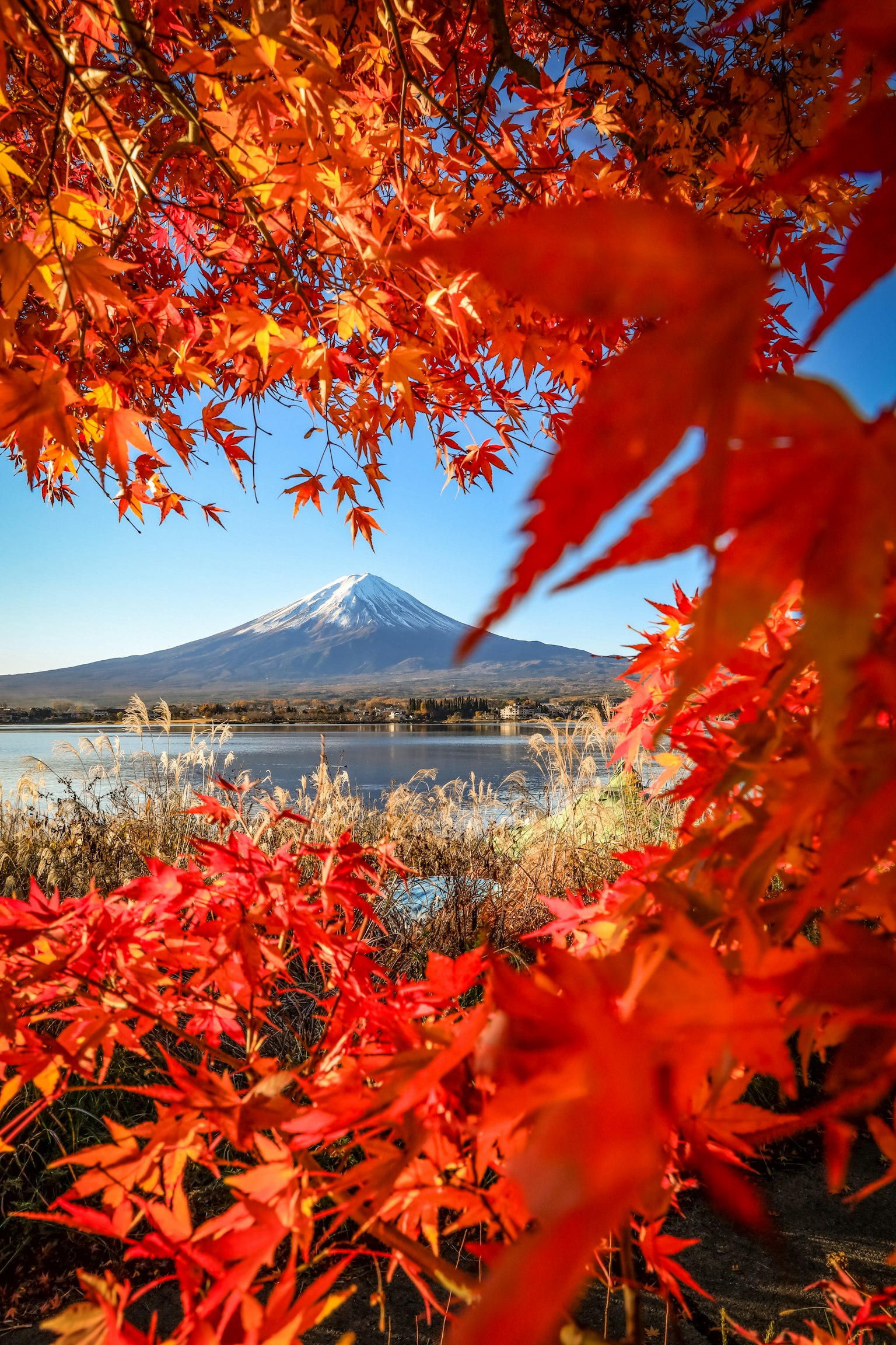 2023-11-autumn-leaves-image-3