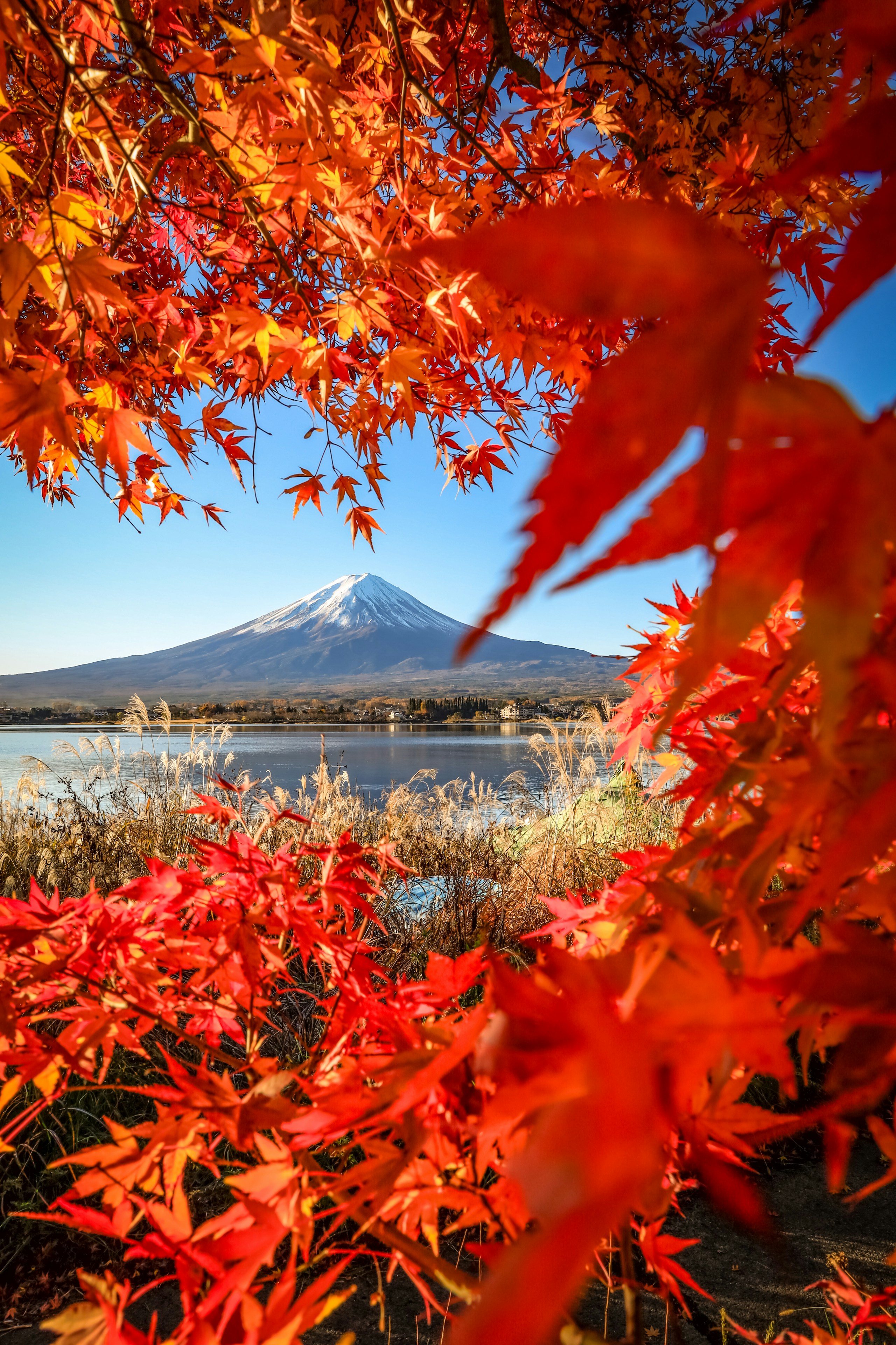 2023-11-autumn-leaves-image-3