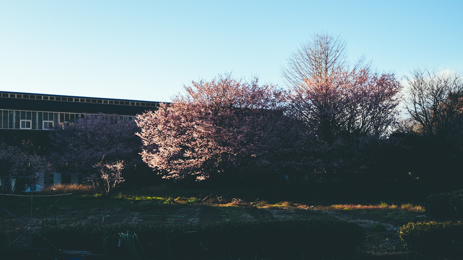 2024-03-guide-of-sakura-photography-image-15