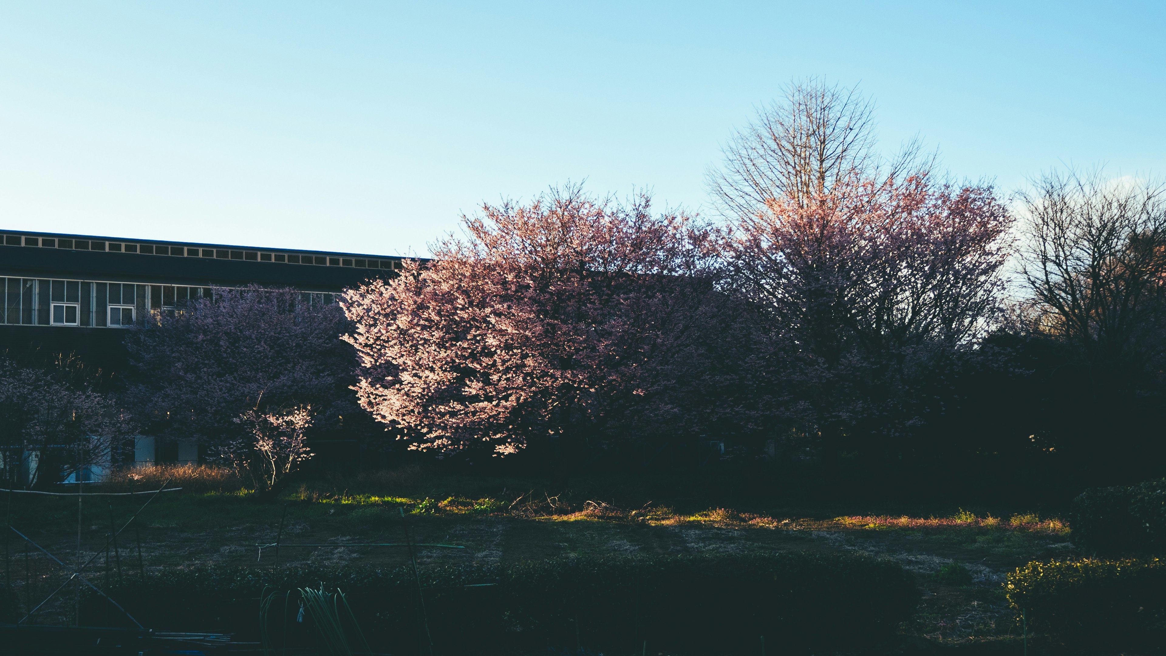 2024-03-guide-of-sakura-photography-image-15