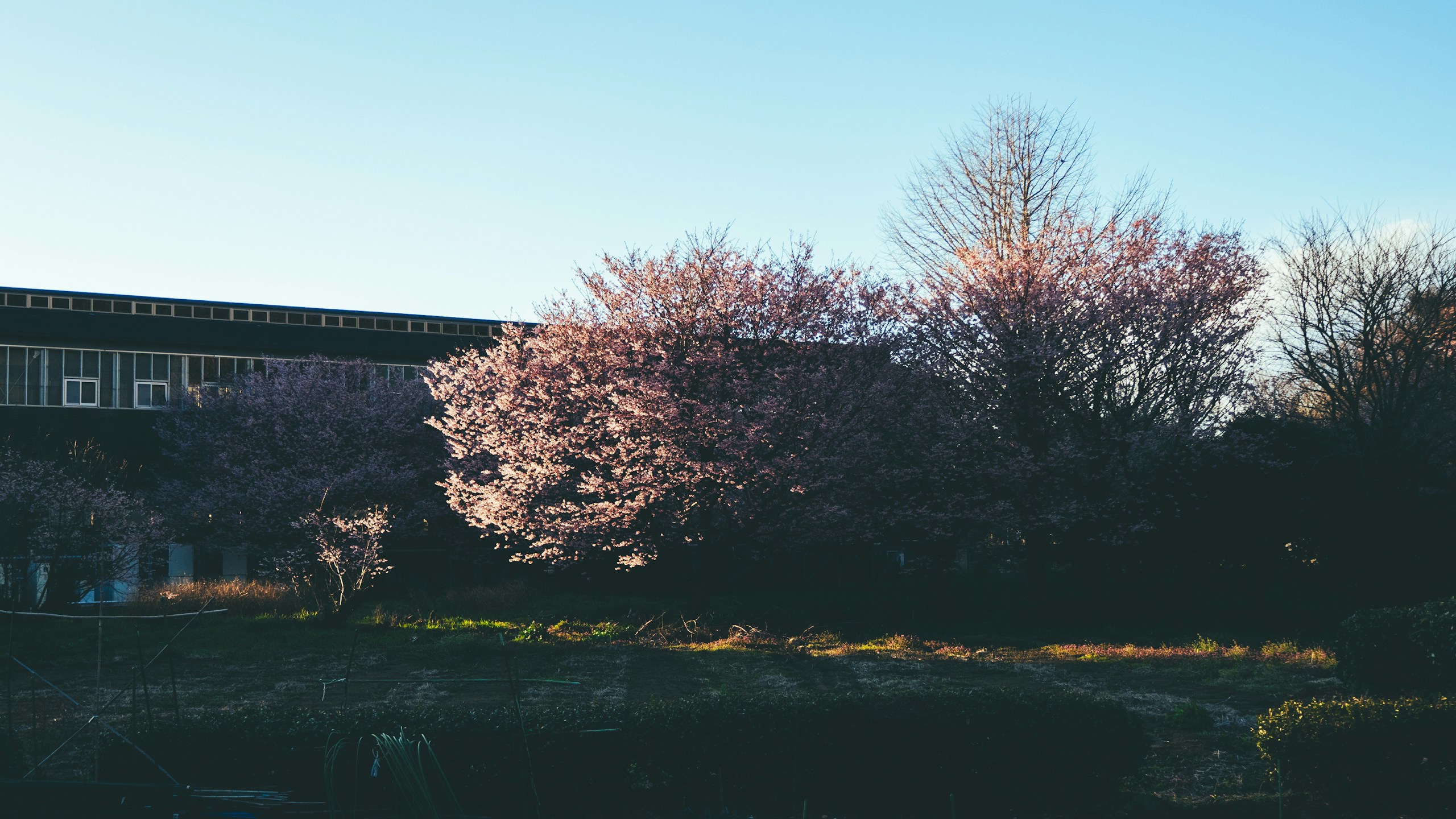 2024-03-guide-of-sakura-photography-image-15