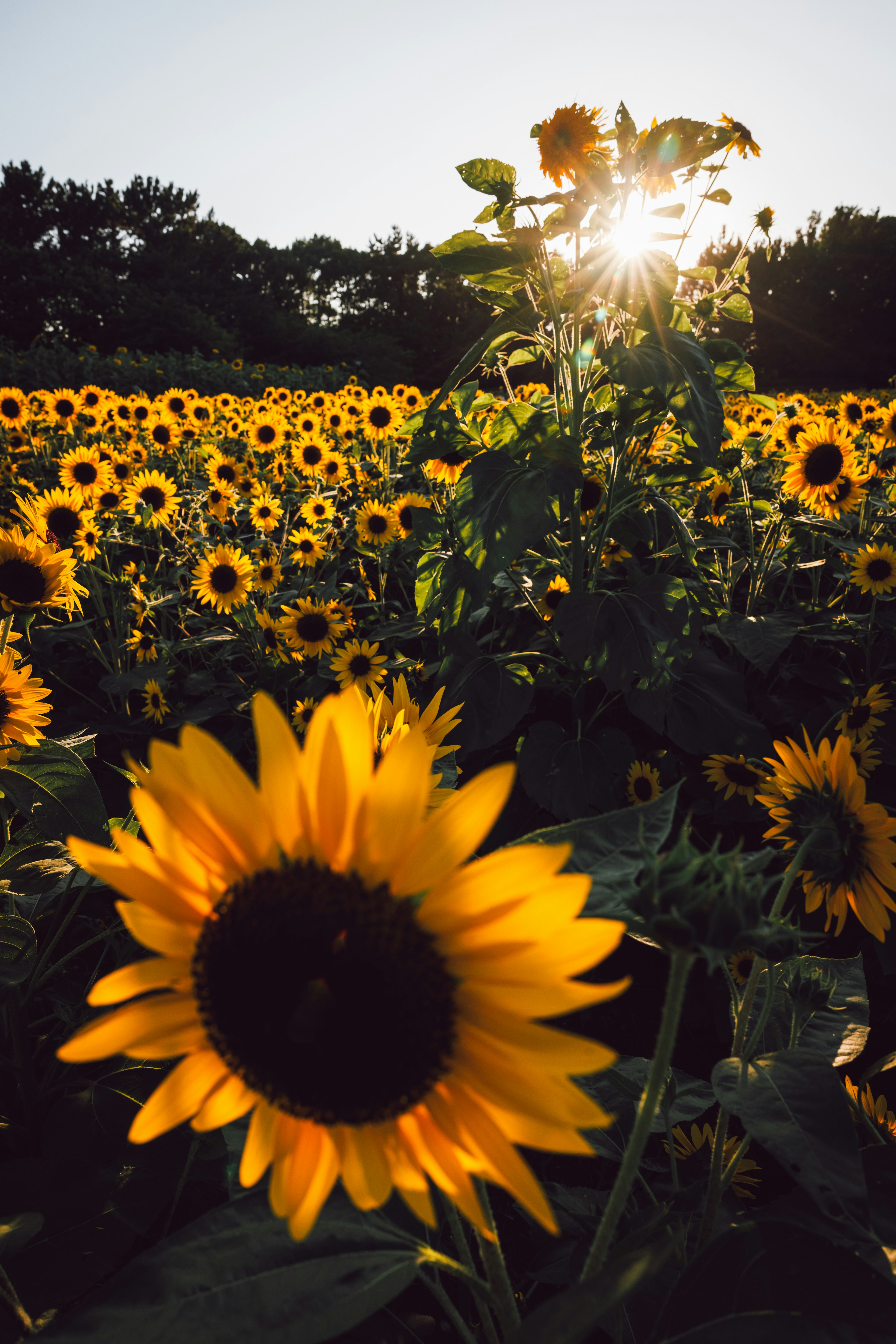 2024-08-sunflower-photography-in-japan-image-29