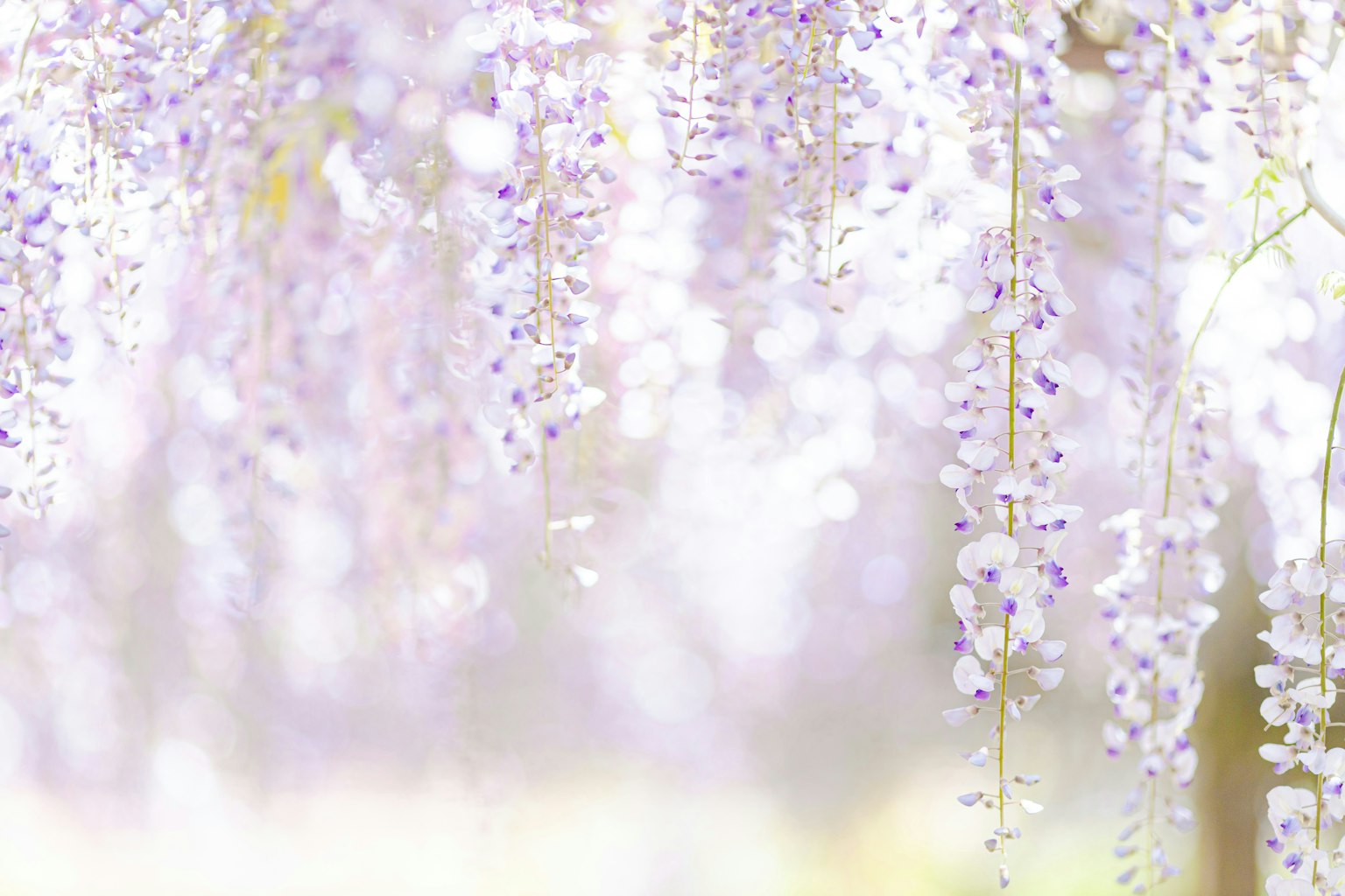 2025-04-april-photography-subjects-image-23