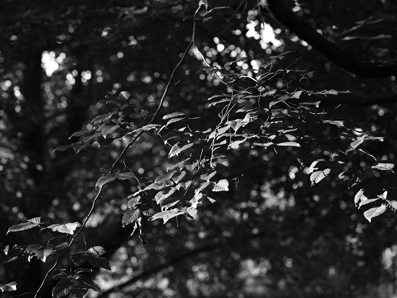 Foto von Take_Kuroki