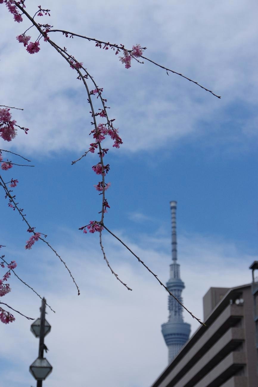 Chasing the Cherry Blossom Front: Exploring Spring Across Japan | Focus #57