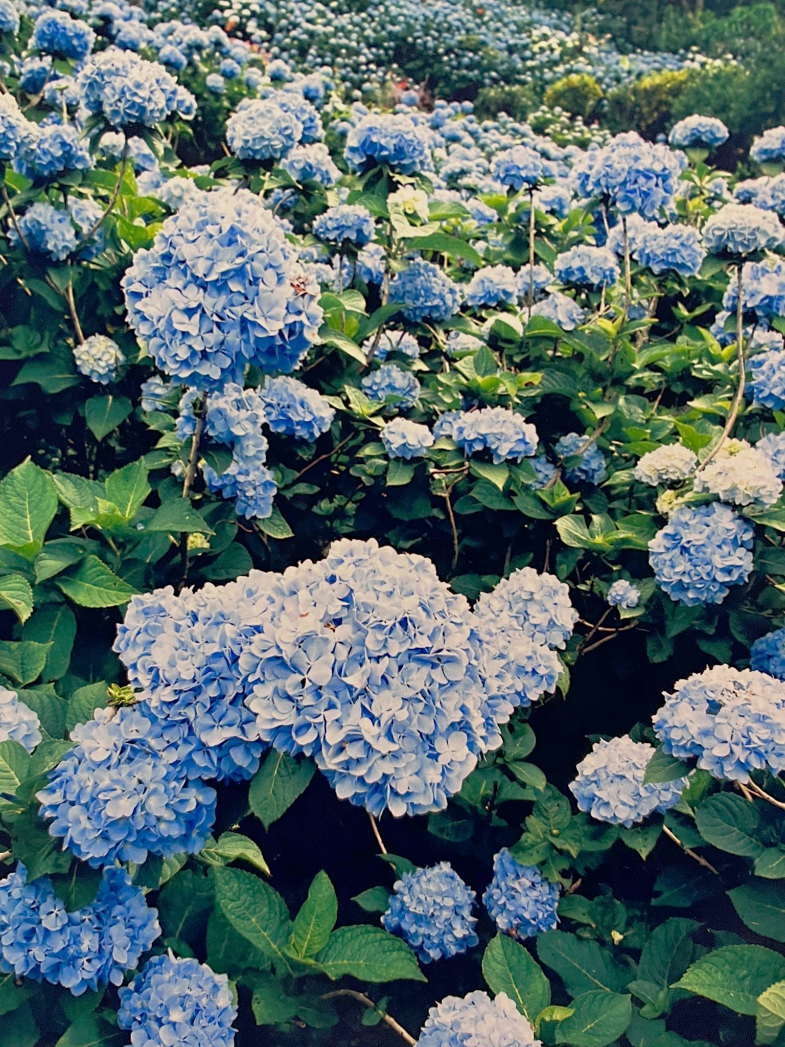 2024-05-color-of-summer-image-13