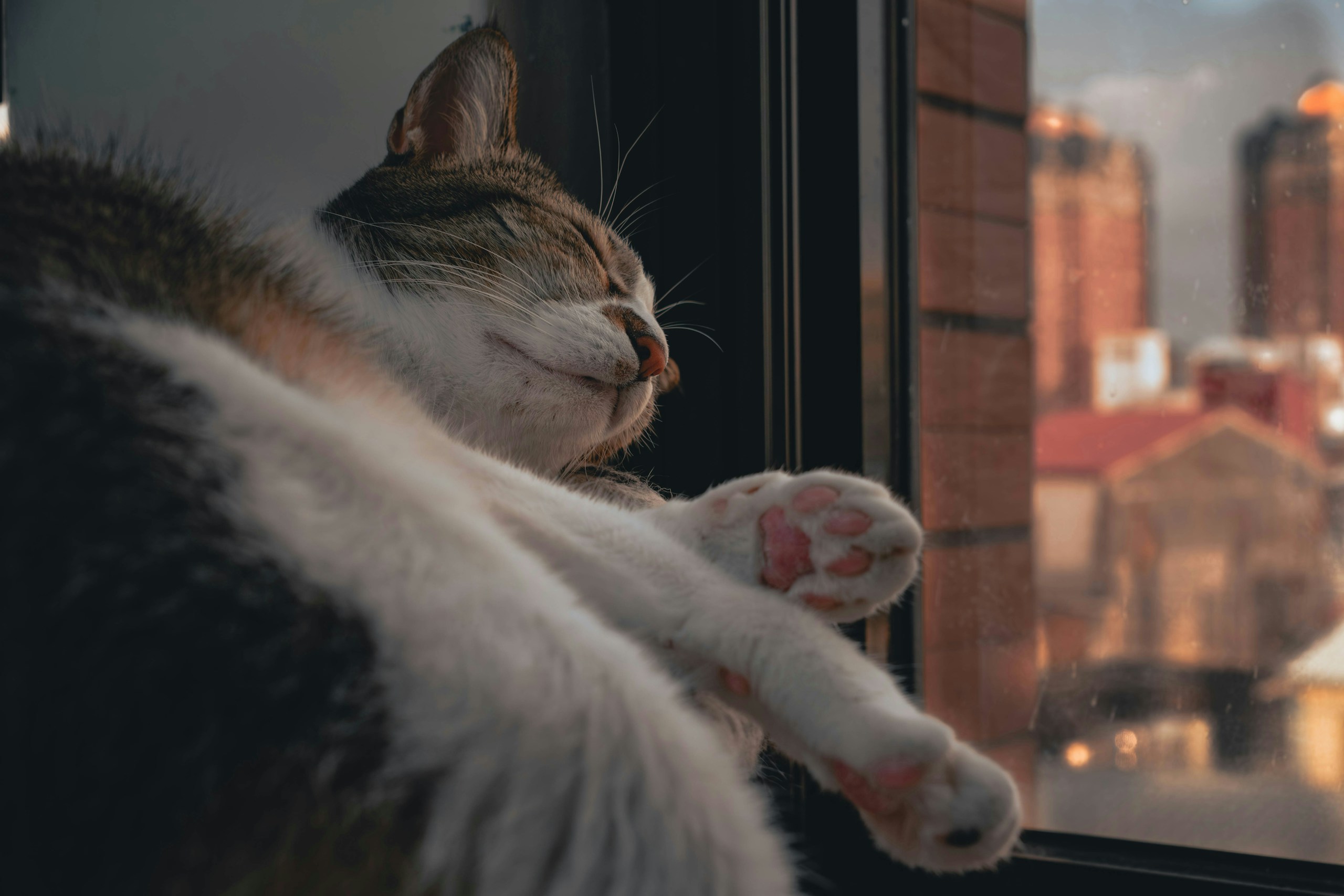 2026-04-find-new-pieces-cat-image-78
