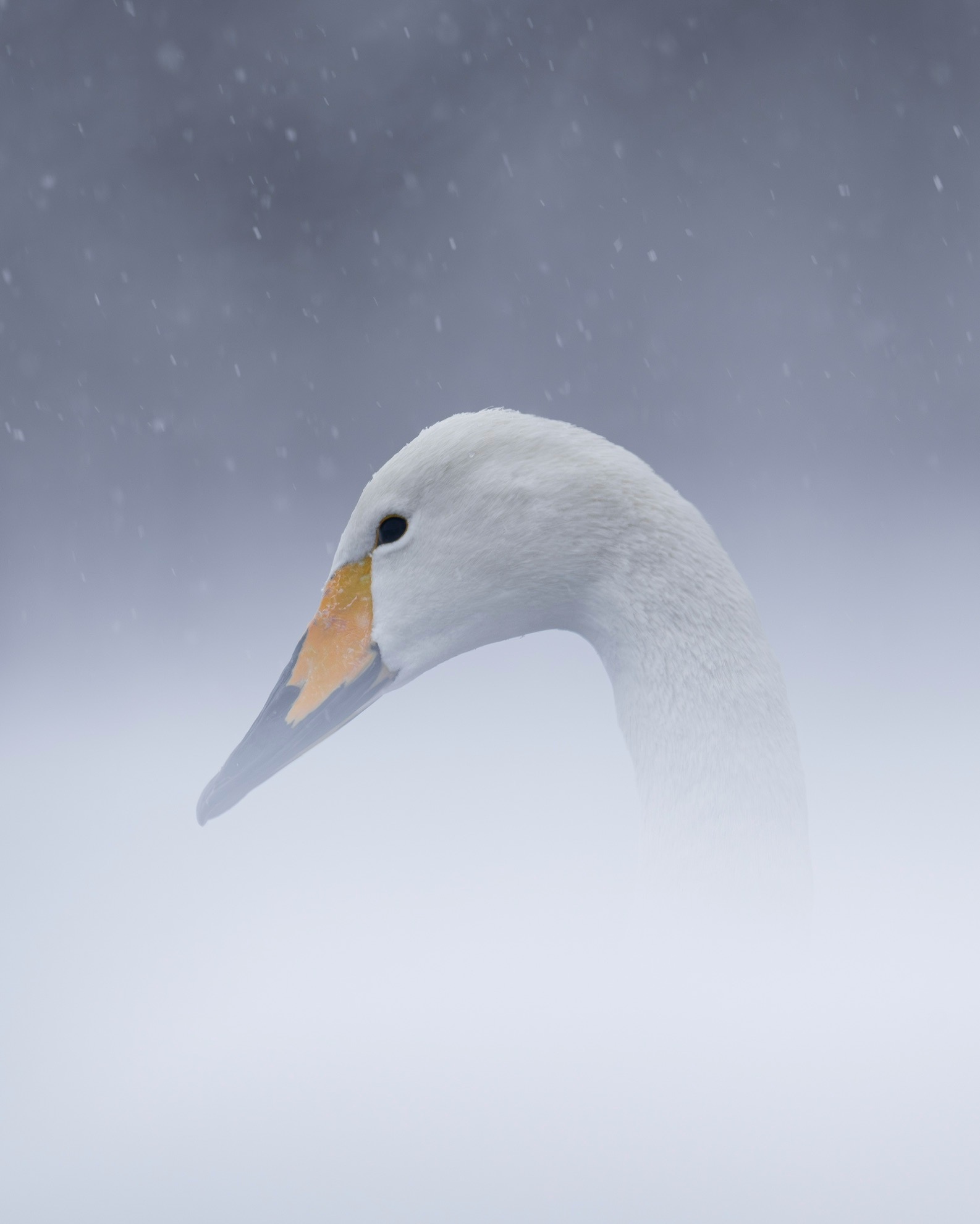 2025-11-light-focused-wildlife-image-5