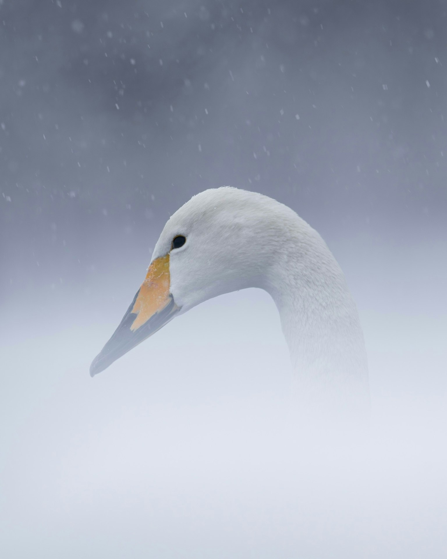 2025-11-light-focused-wildlife-image-5