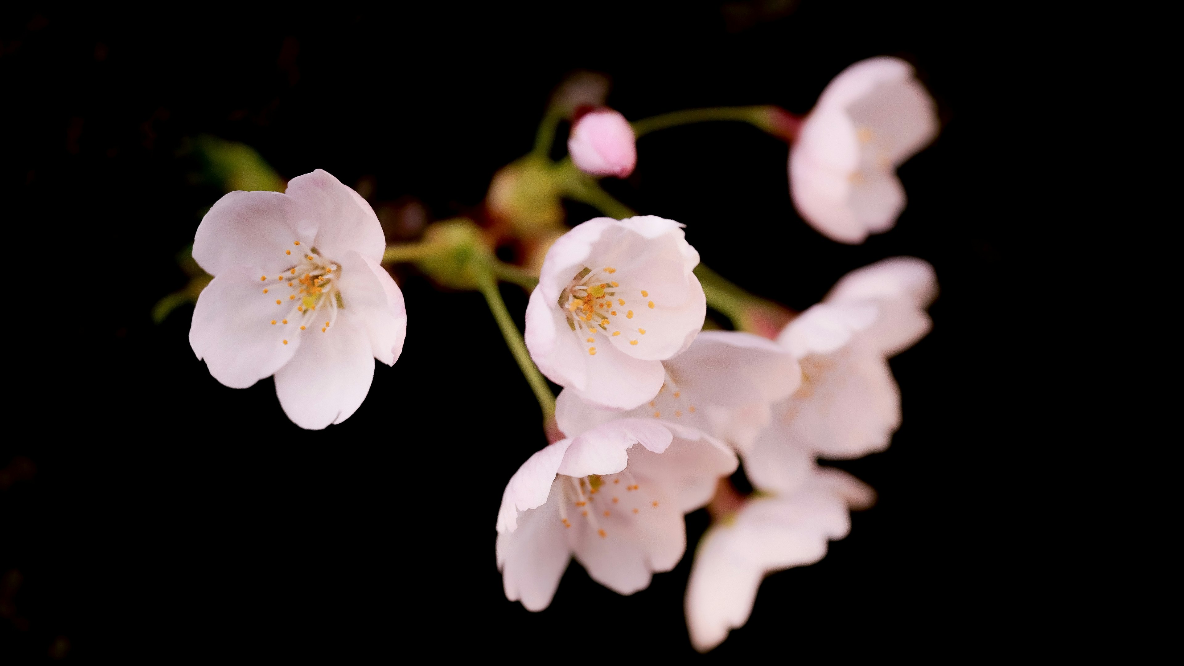 2024-03-guide-of-sakura-photography-image-19