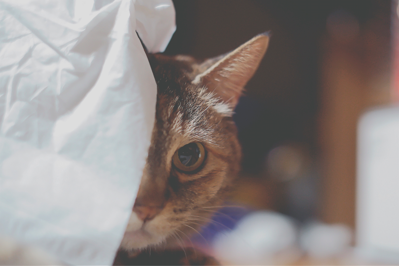 Image by hiro -i−wish