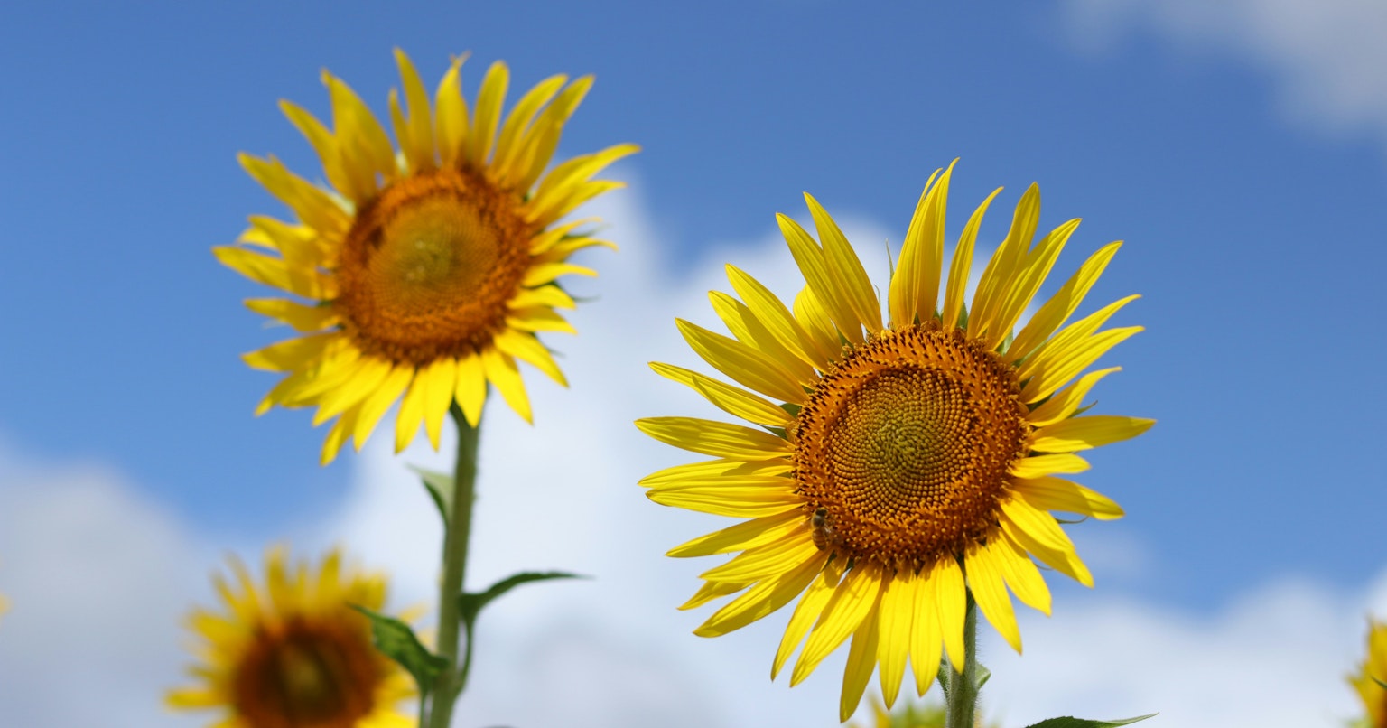 2025-07-algorithmic-aesthetics-questions-cover-image