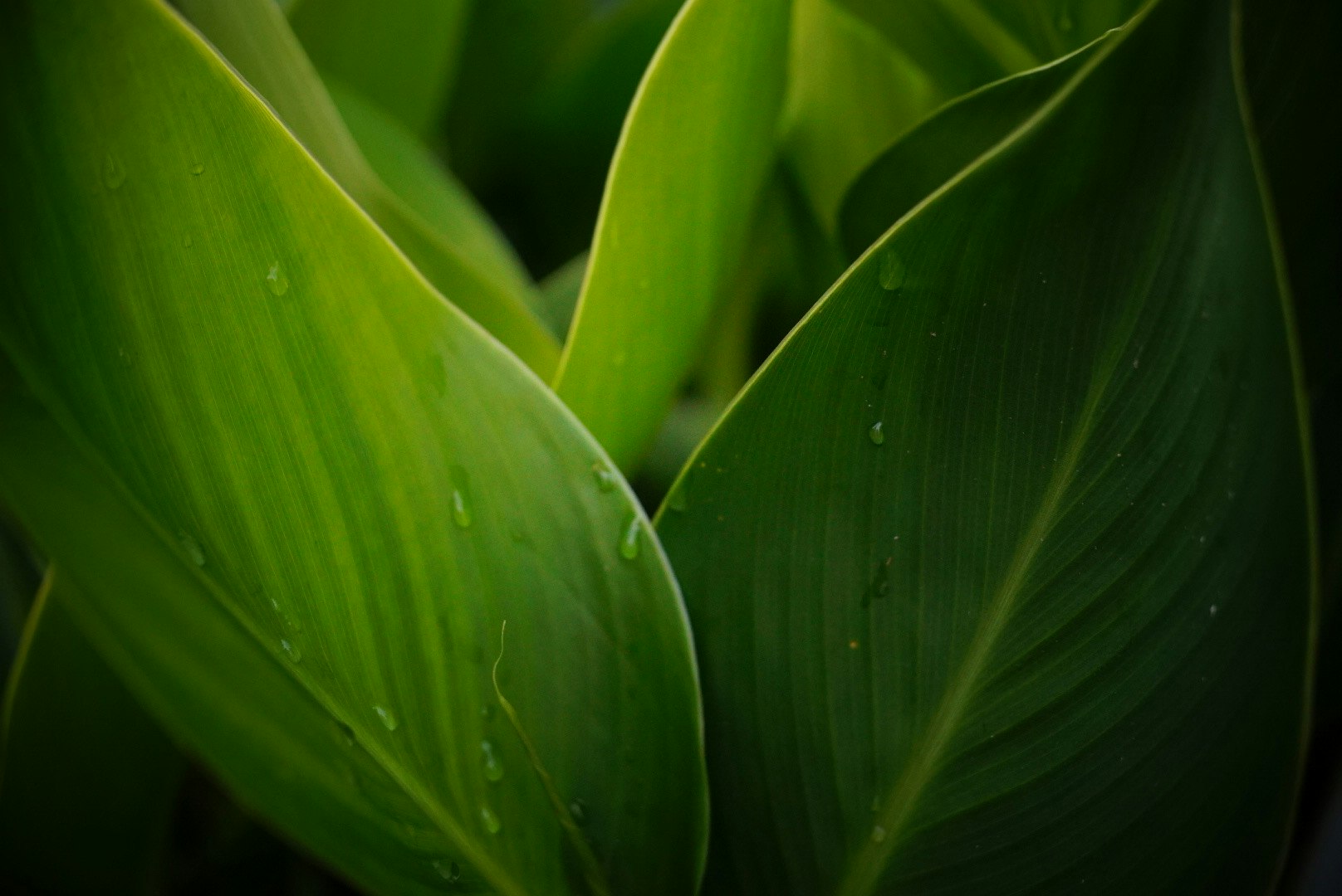 2026-04-green-light-image-12