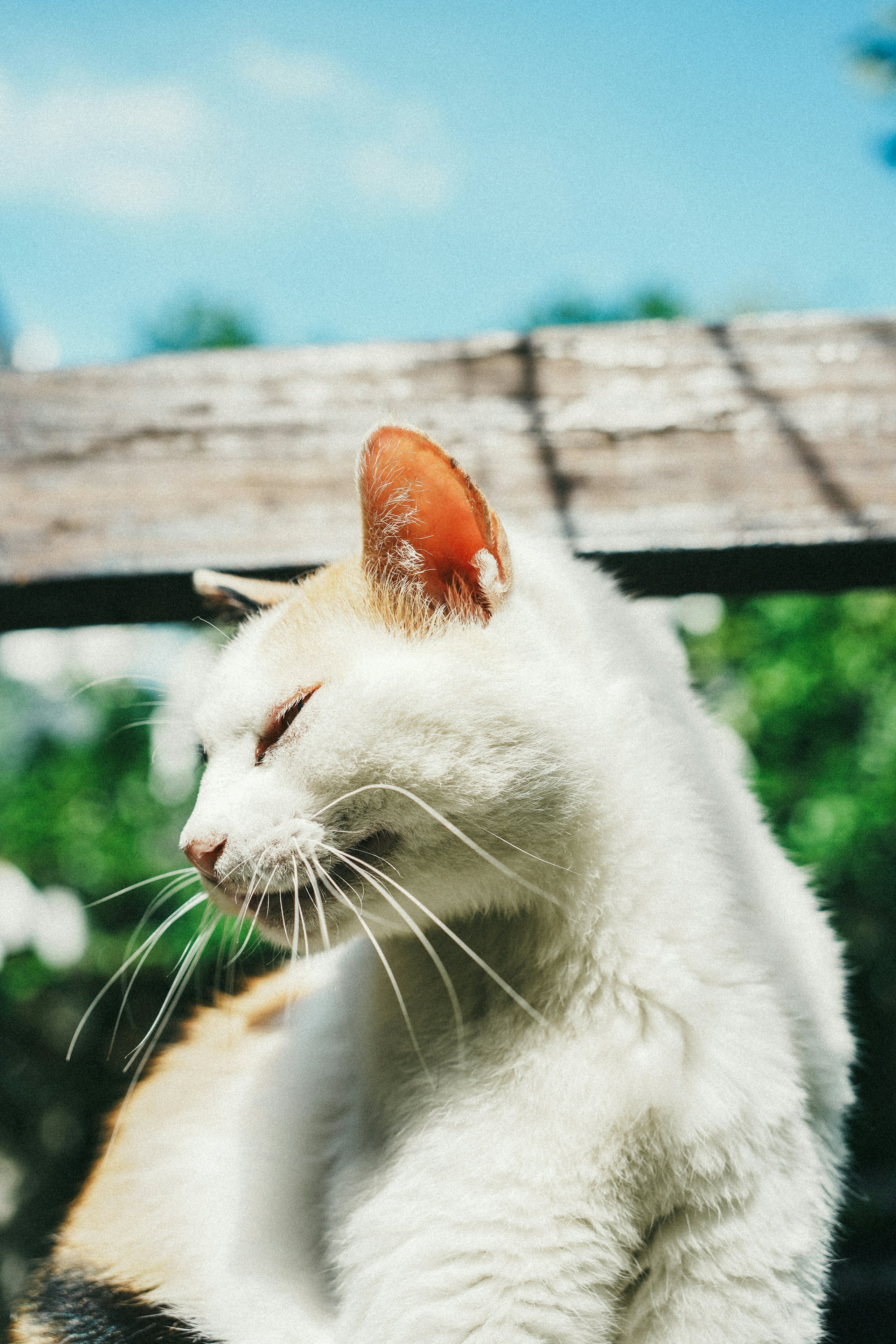 2026-04-find-new-pieces-cat-image-74