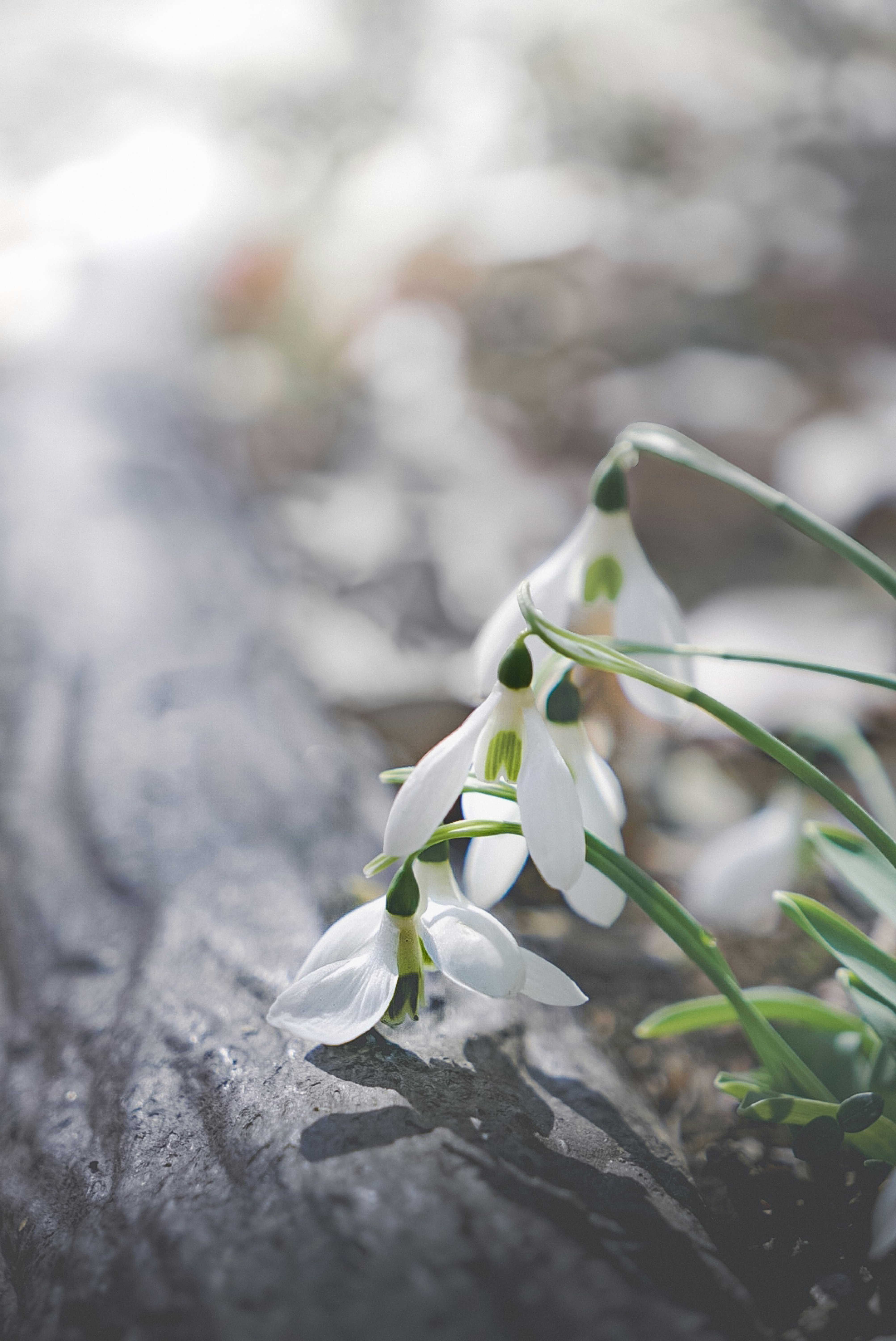 2026-03-selective-focus-floral-photography-image-11