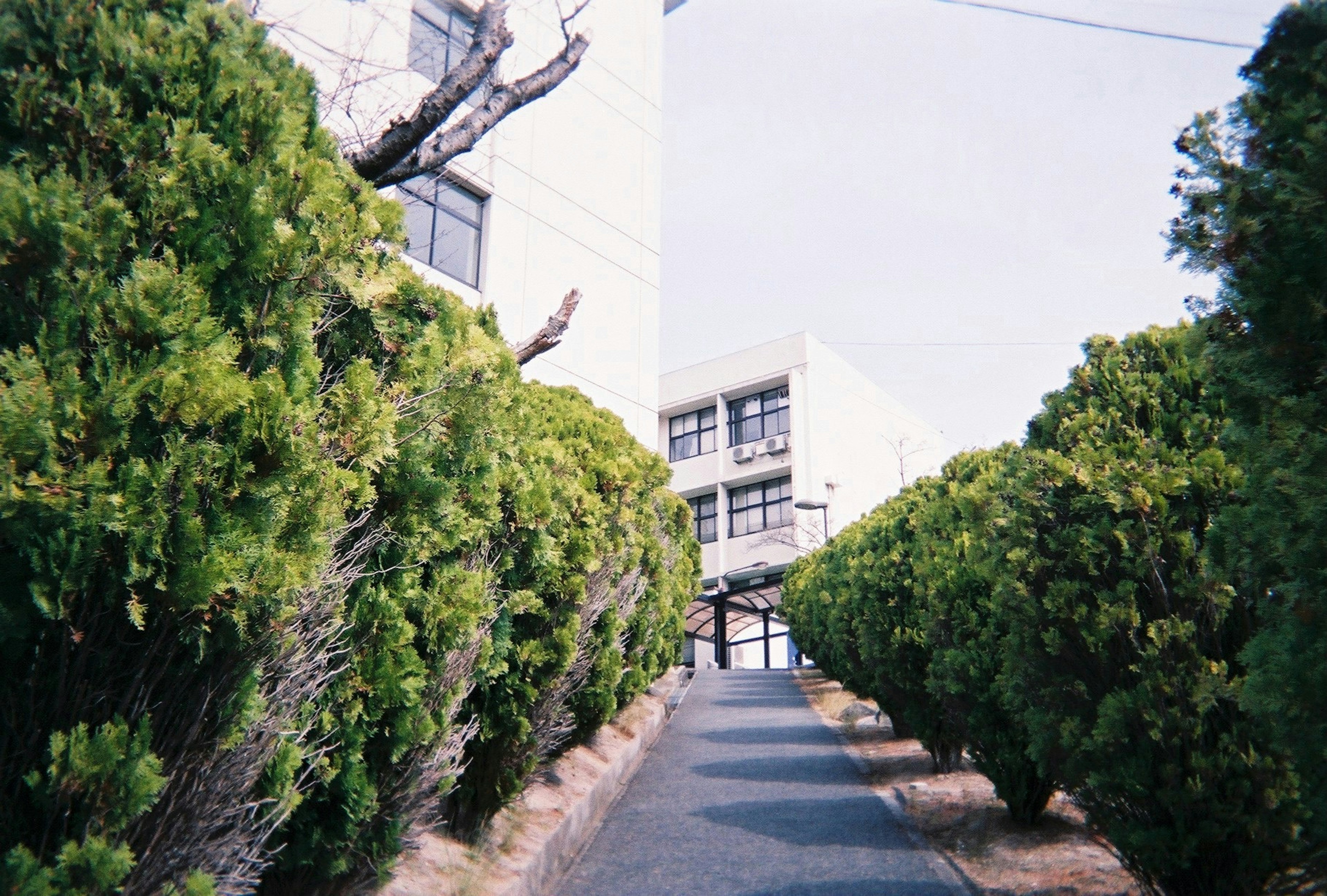 2024-06-disposable-vs-used-camera-image-2