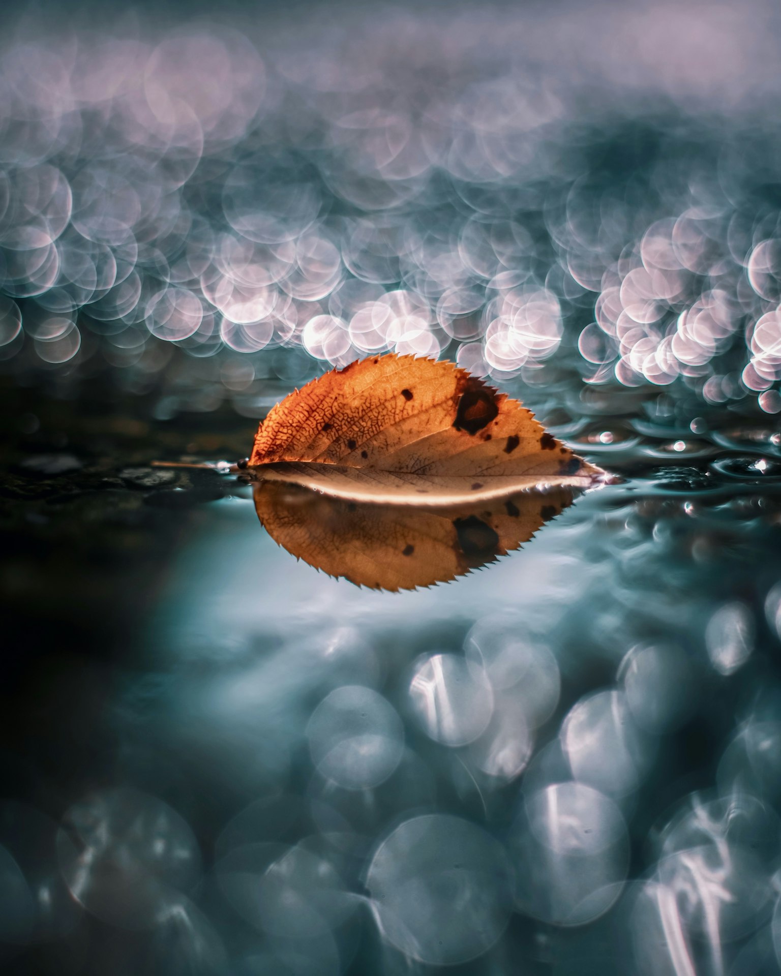 2023-10-fall-in-autumn-award-image-9