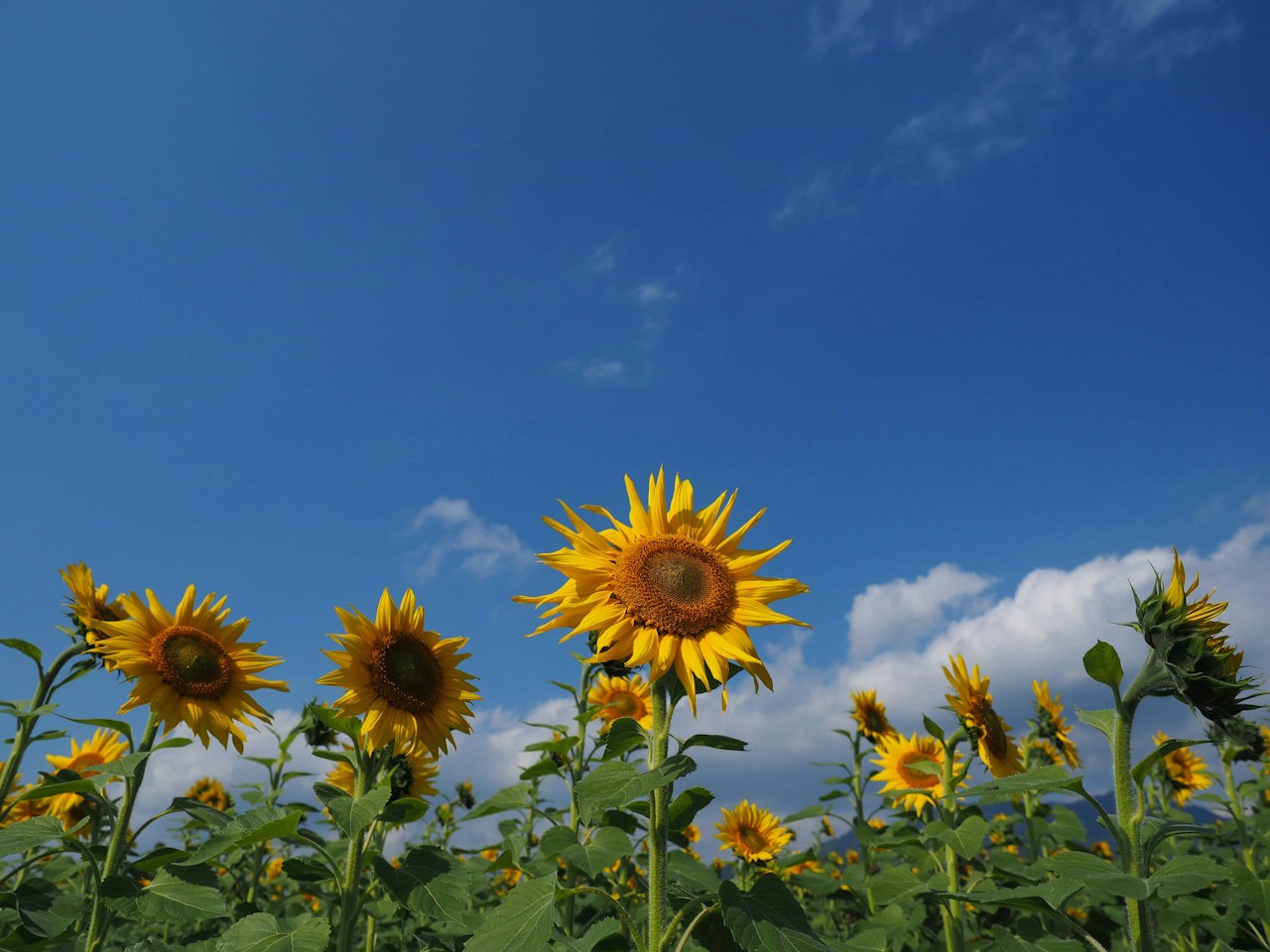 Top 5 Photography Subjects to Capture in July After the Rainy Season | Focus #239
