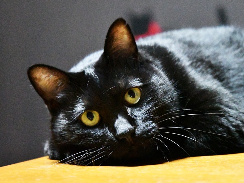 2026-03-animal-report-cover-image