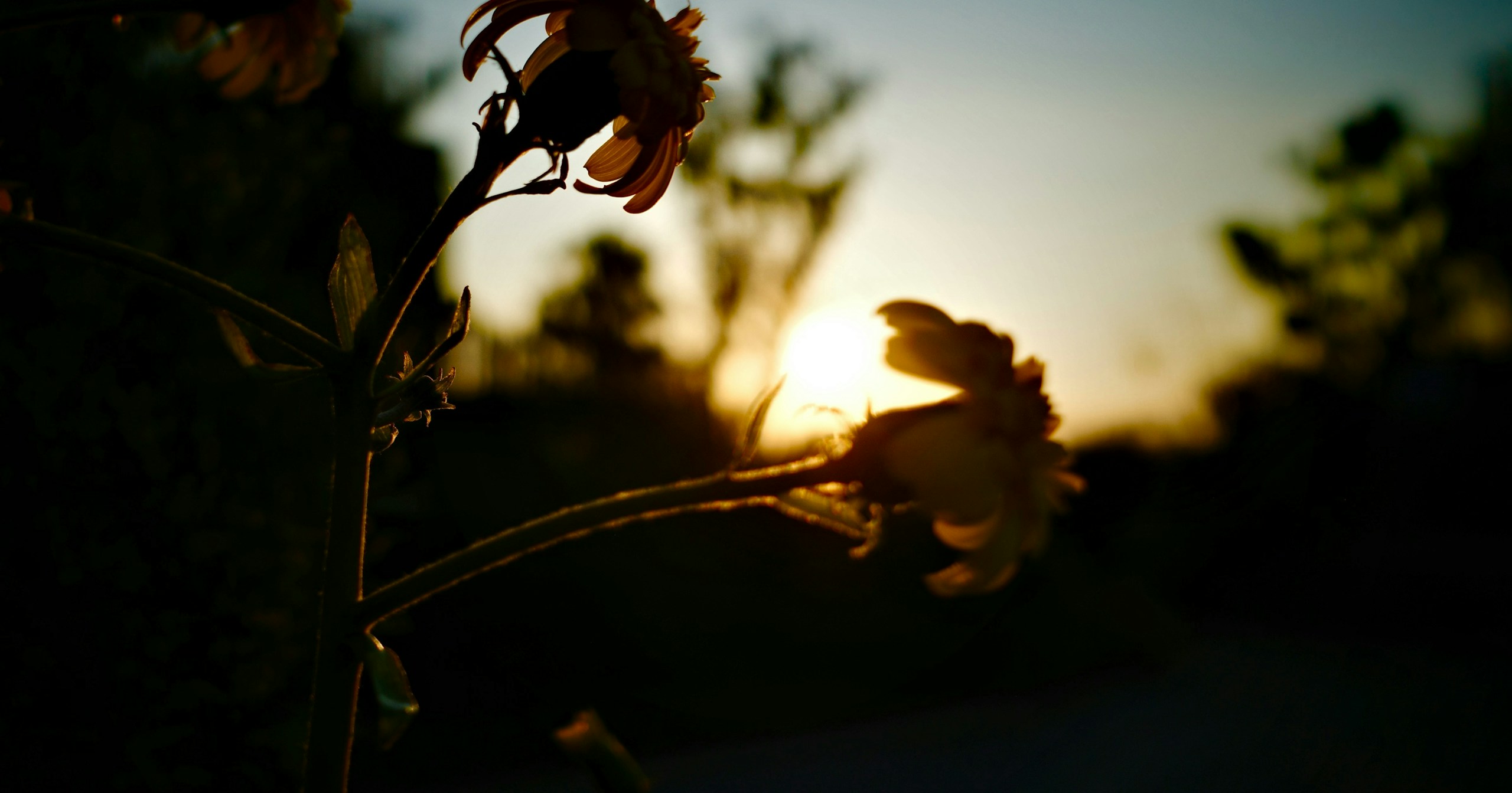 #2025 | Reflecting on Photos Taken This Year | Focus #585