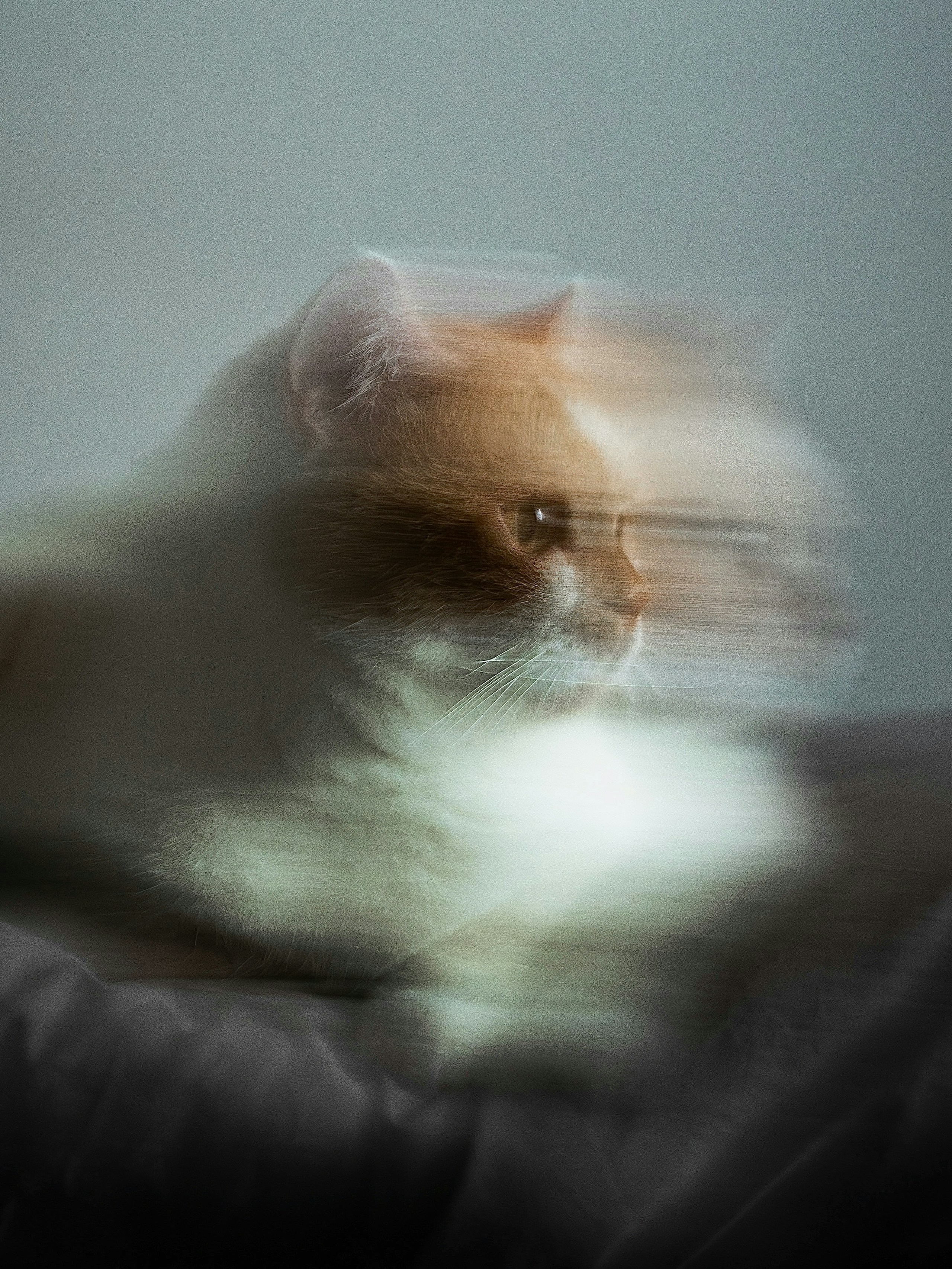 2026-04-find-new-pieces-cat-image-48