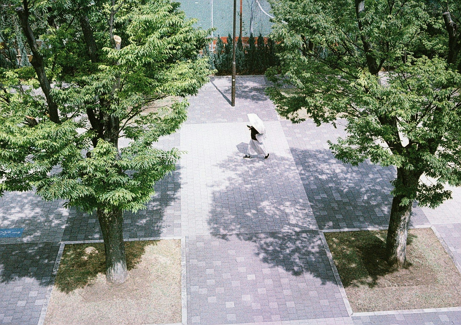 2026-08-rollei-35-long-lasting-companion-image-12