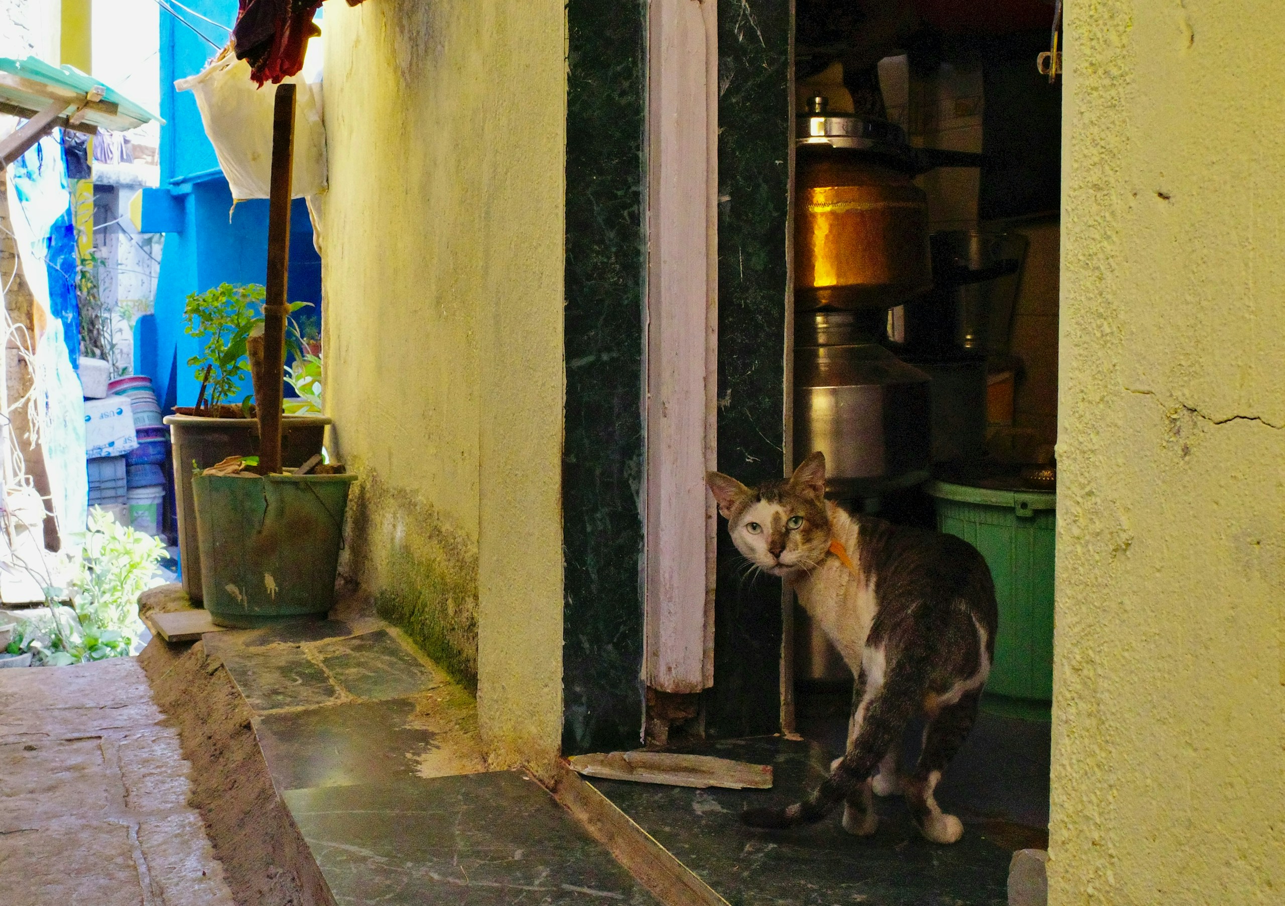 2026-04-find-new-pieces-cat-image-94