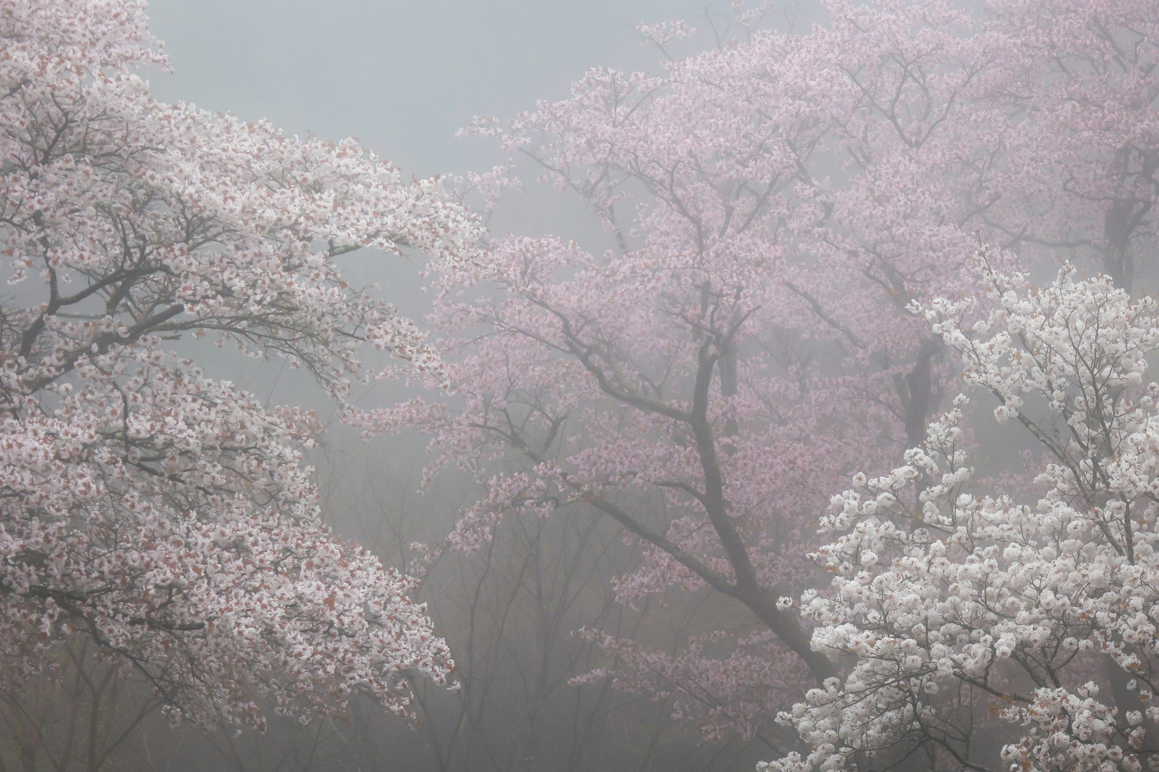 2024-03-guide-of-sakura-photography-image-8