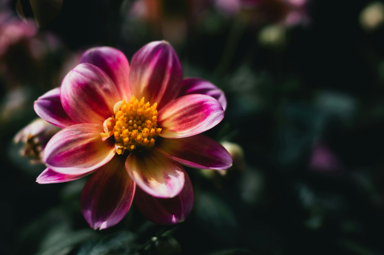 2025-10-plant-portrait-photography-image-2
