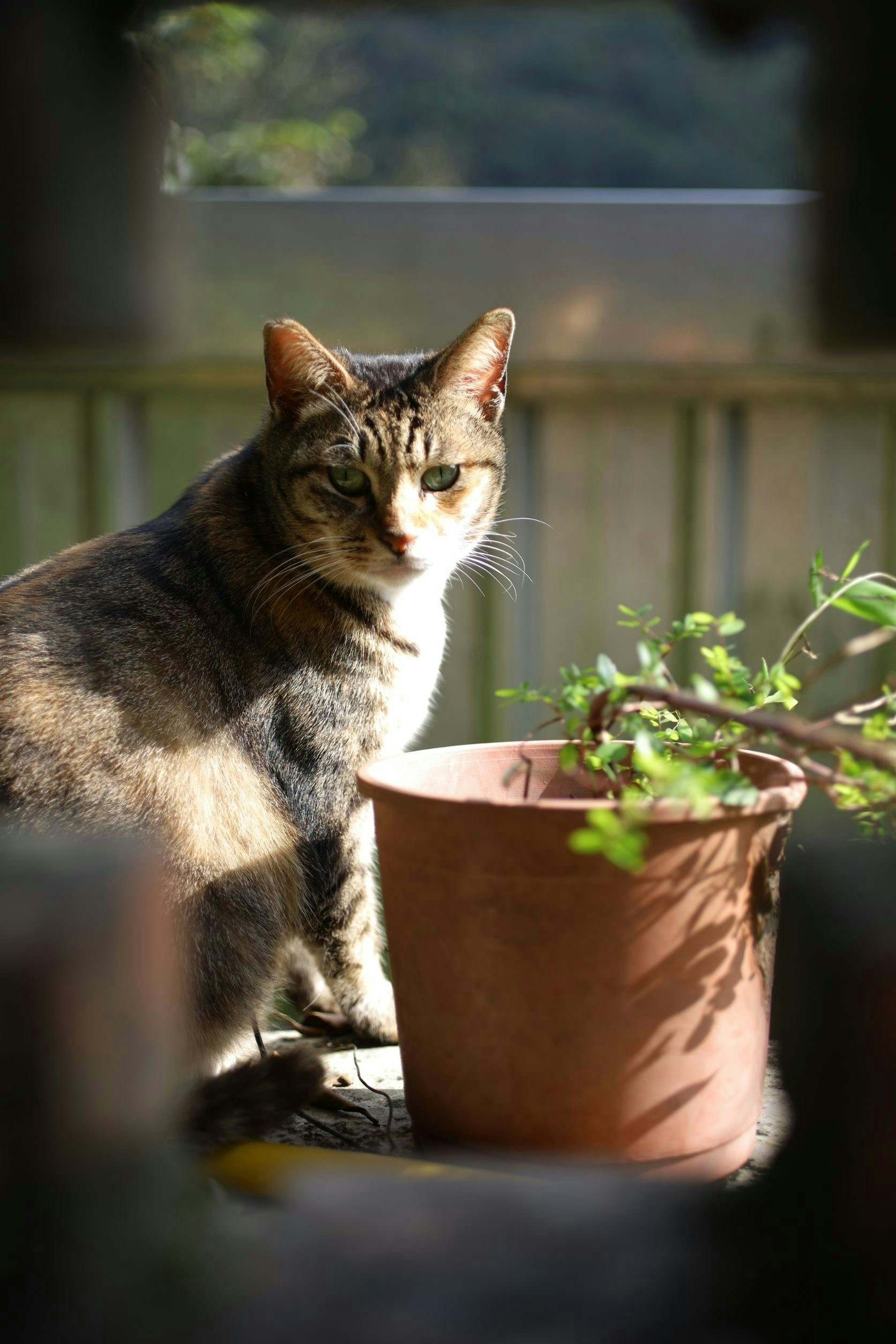 2026-04-find-new-pieces-cat-image-66