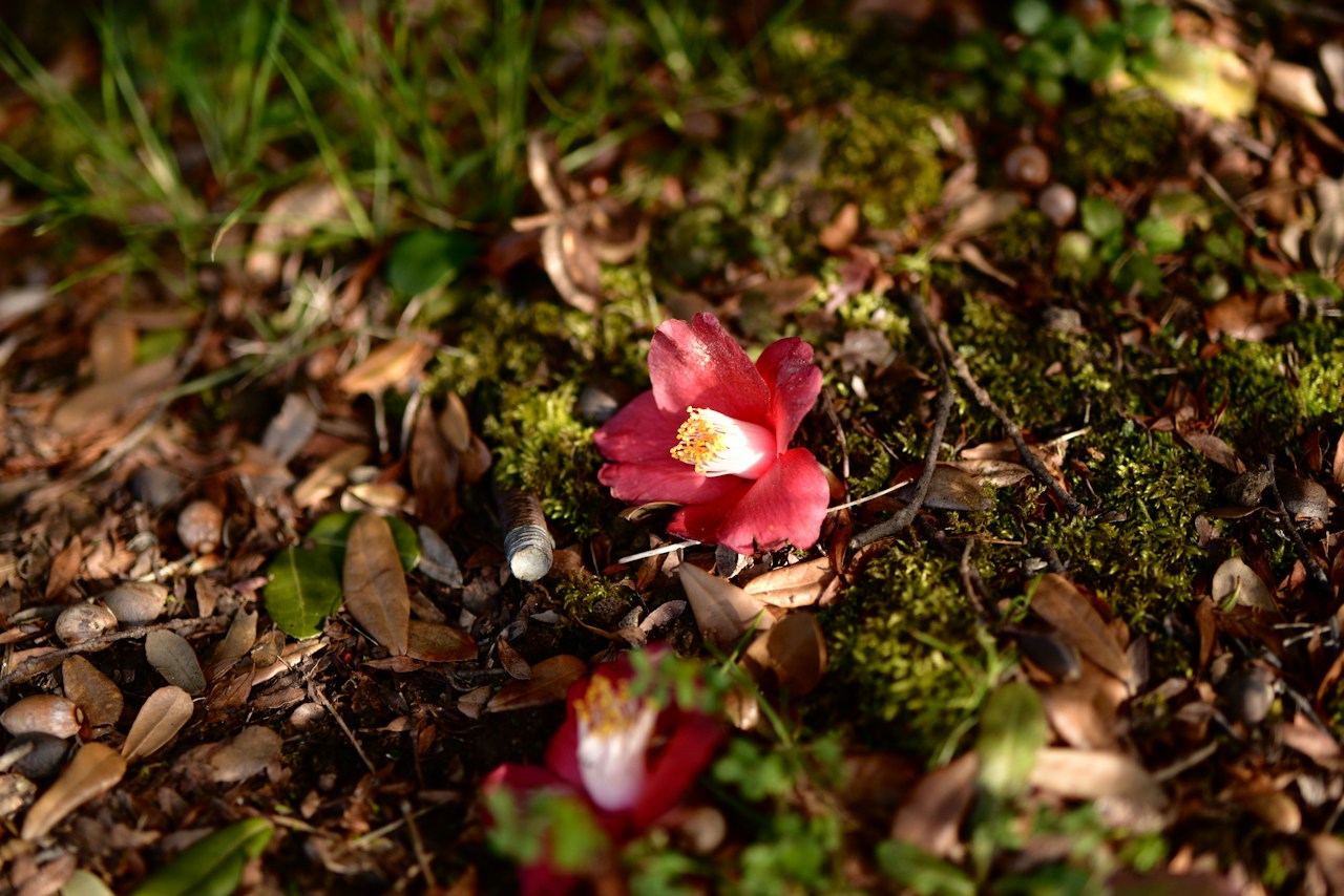 Bild von Jang Kumi