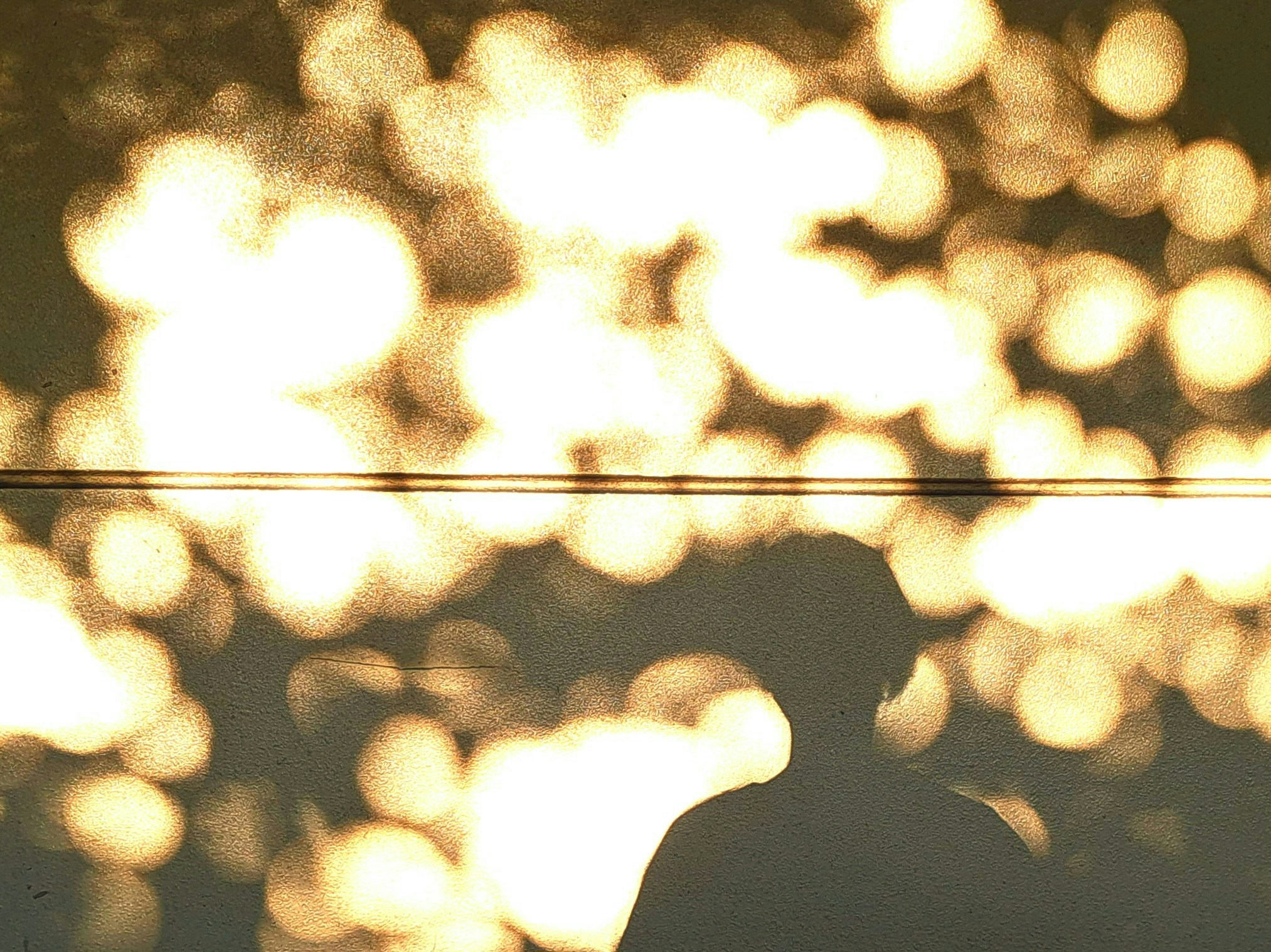 Photo by bikkya