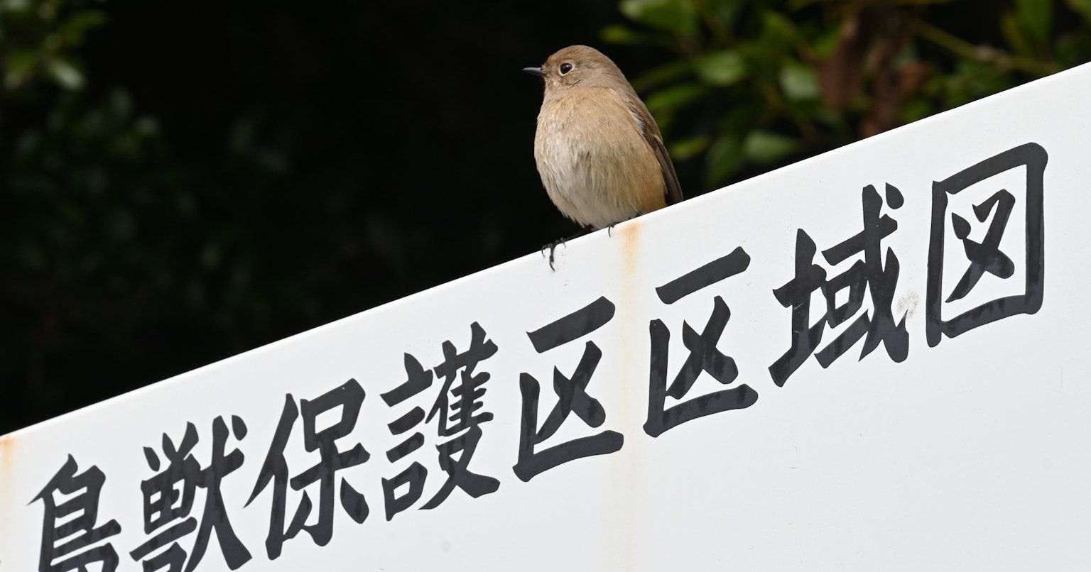 2024-03-noramoji-cover-image