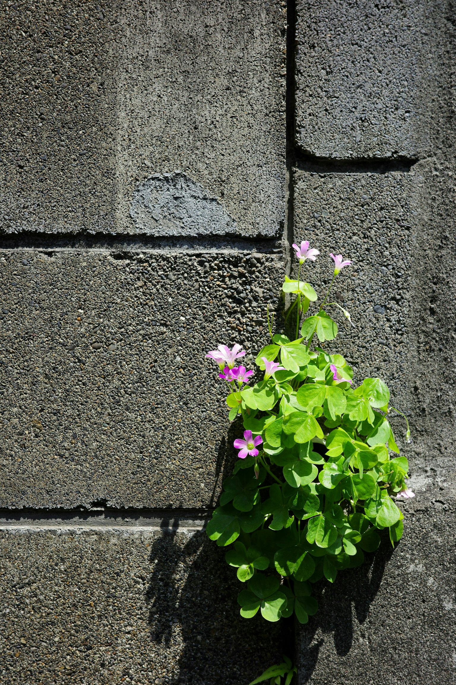 2024-12-2024-focus-image-8