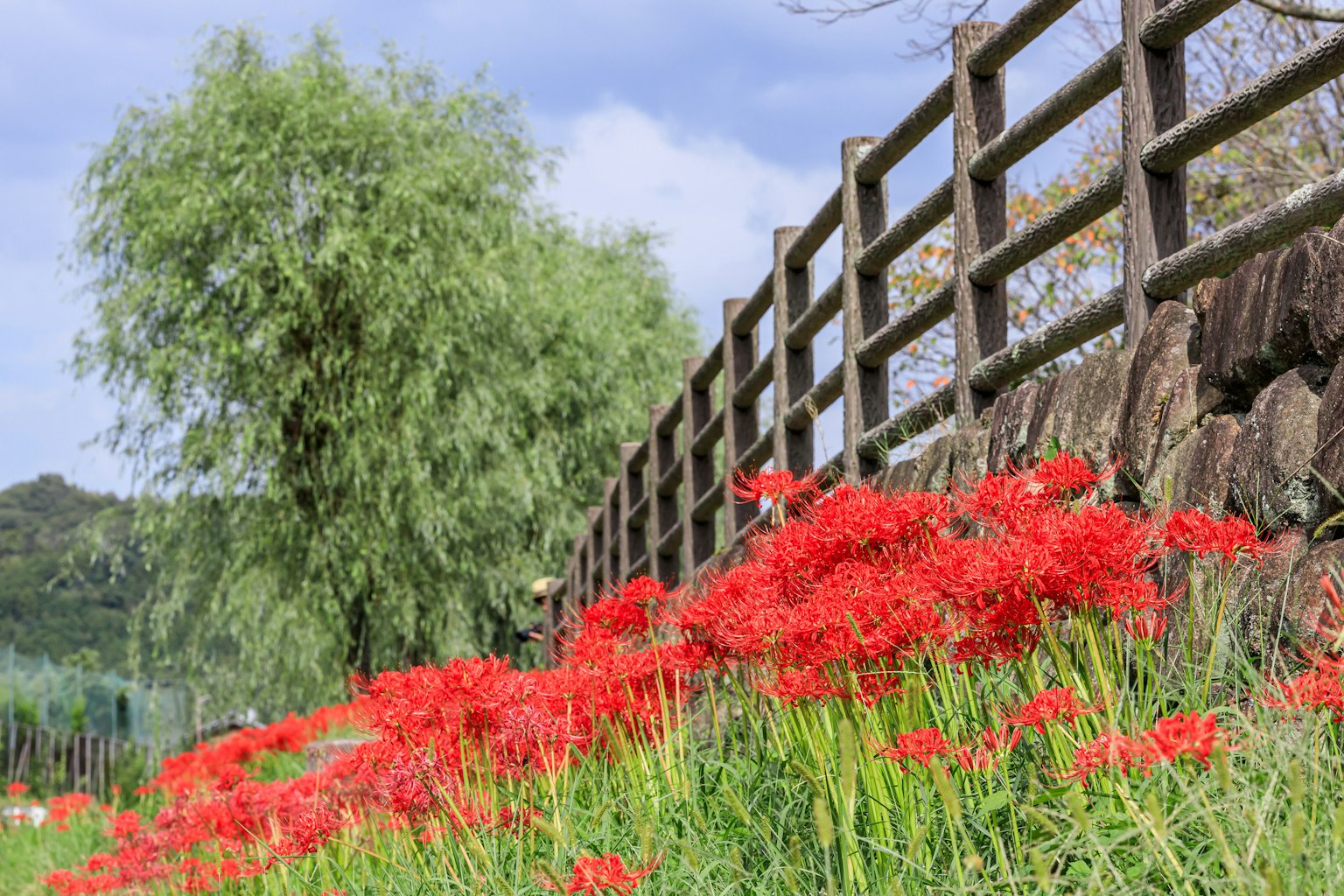 2024-09-lycoris-photograph-image-6