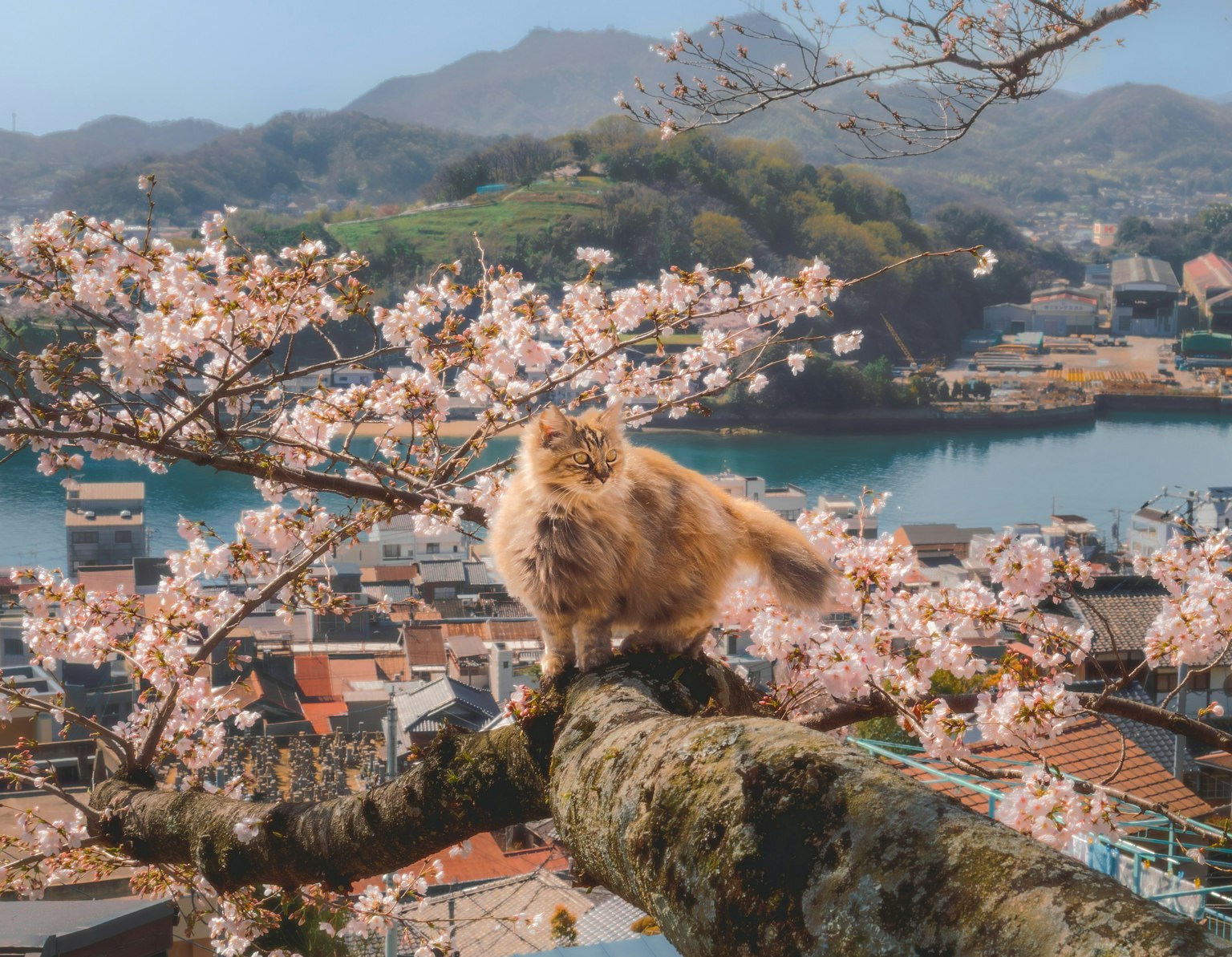 2025-03-pick-up-photos-no-64-68-image-7