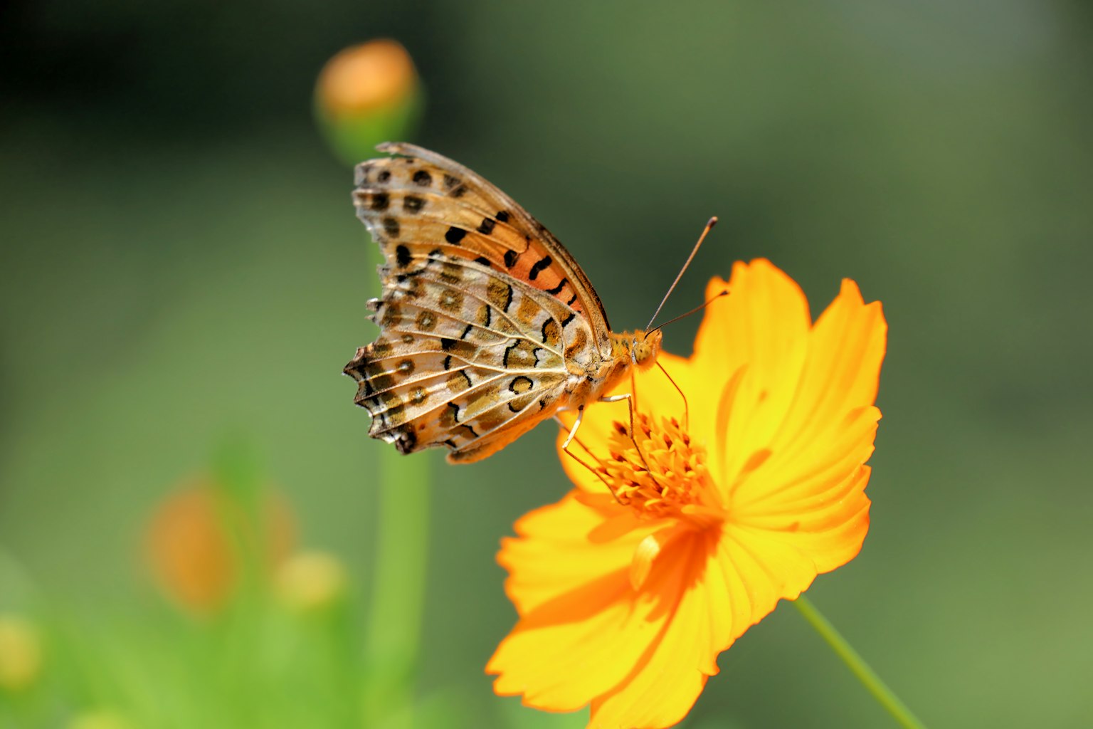 2024-06-spring-landscape-award-image-14