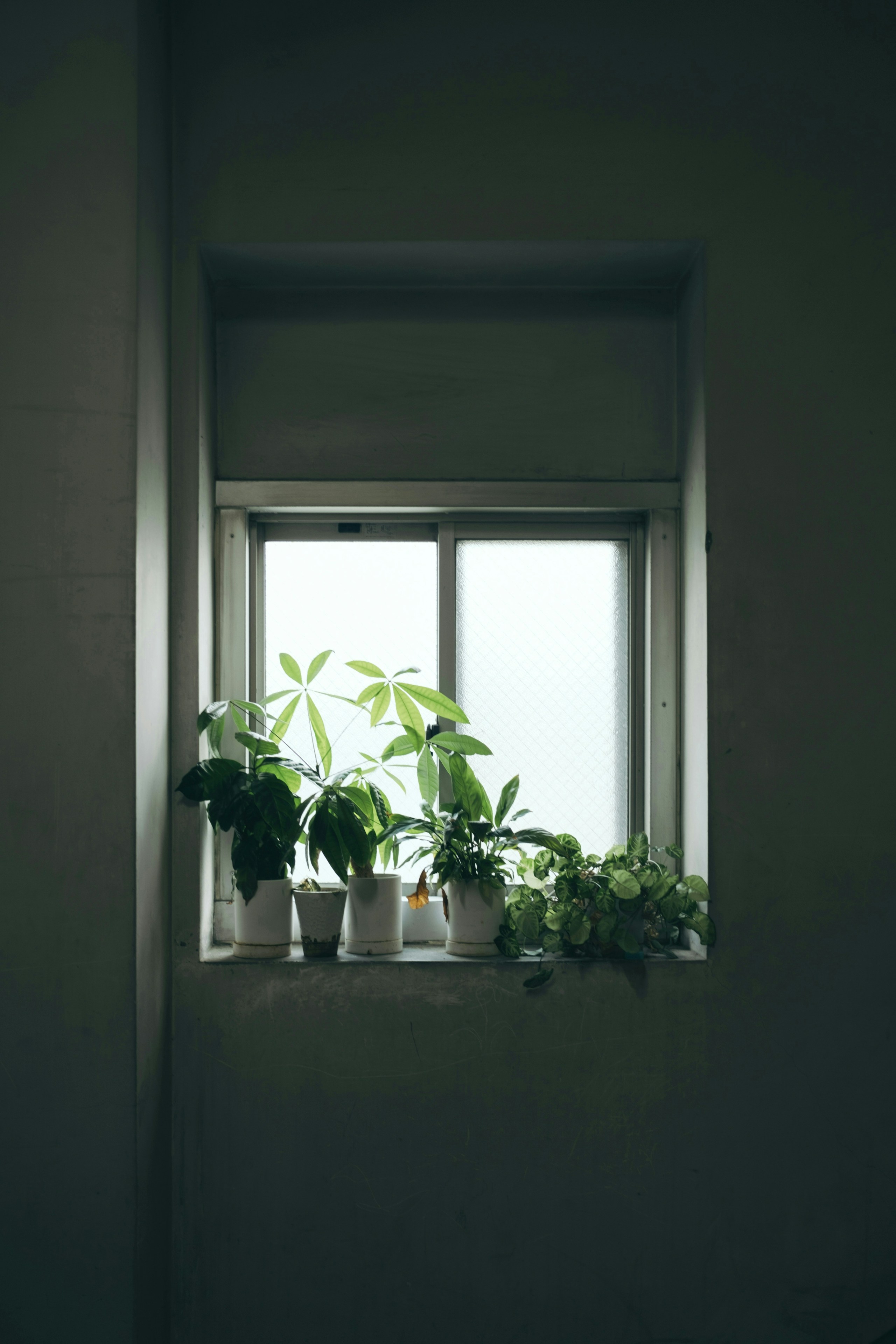 Foto di 服部まいこ