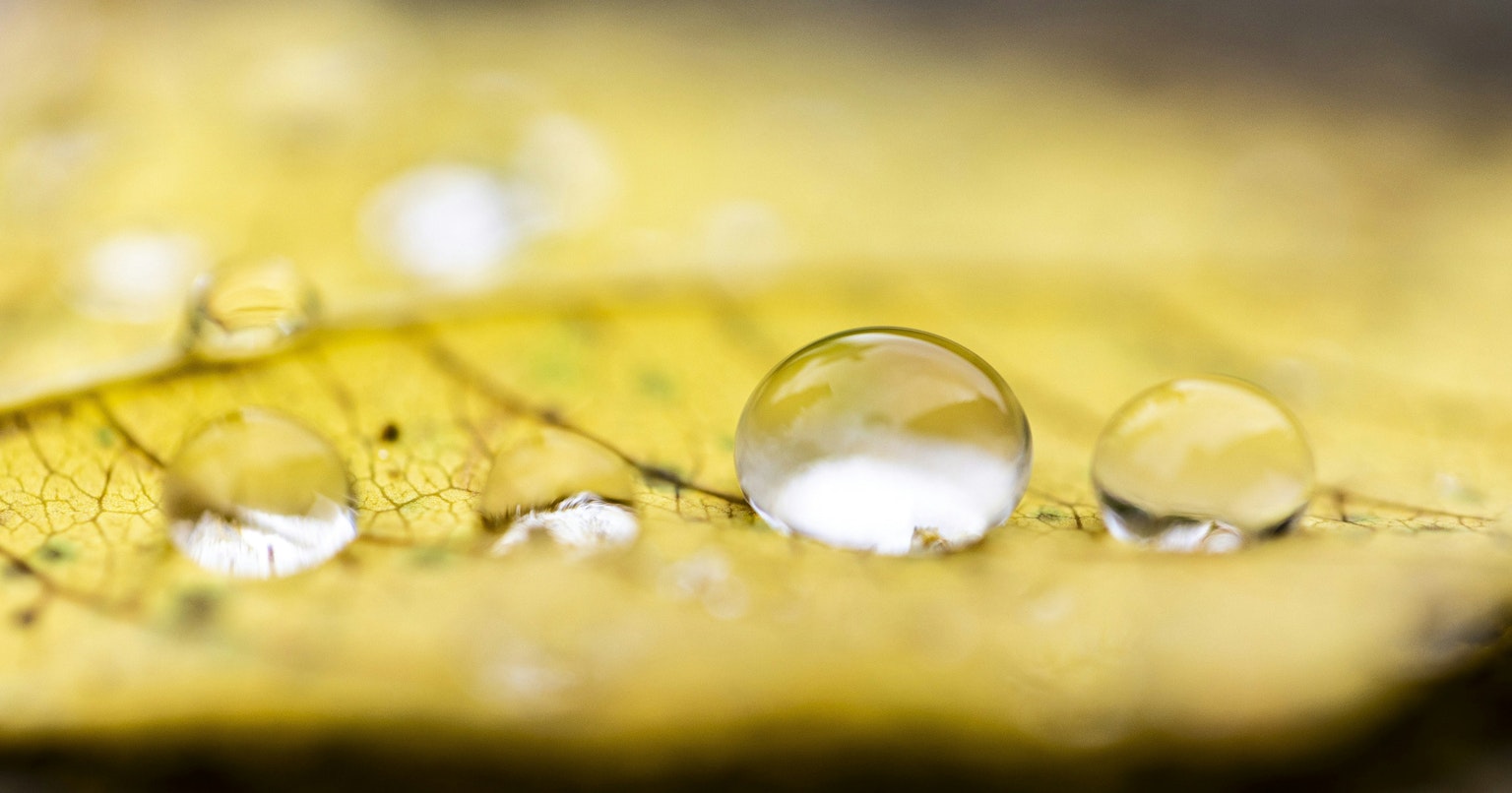 2024-12-yellow-report-cover-image