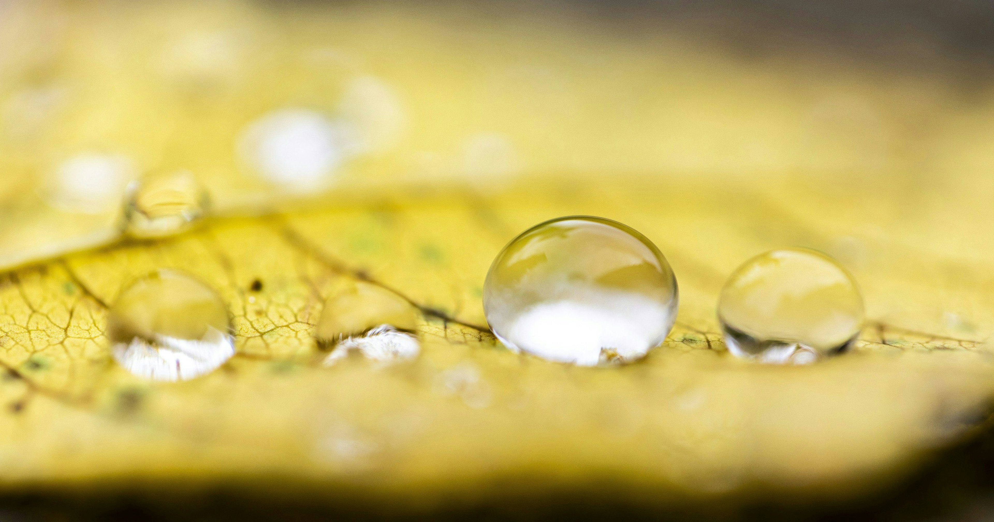 2024-12-yellow-report-cover-image