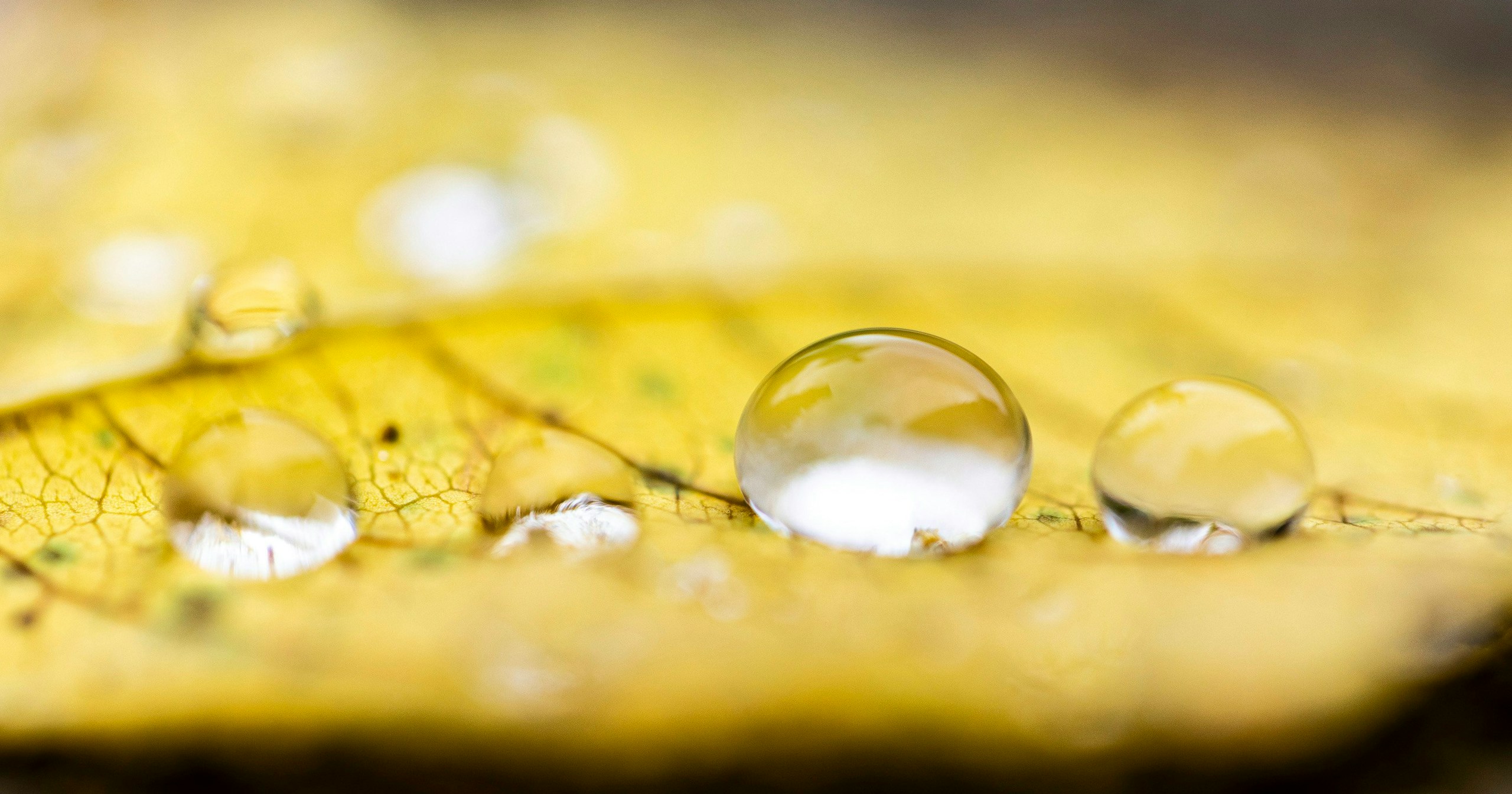 #yellow | Experience the Seasons Through Colors in Japan | Focus #363